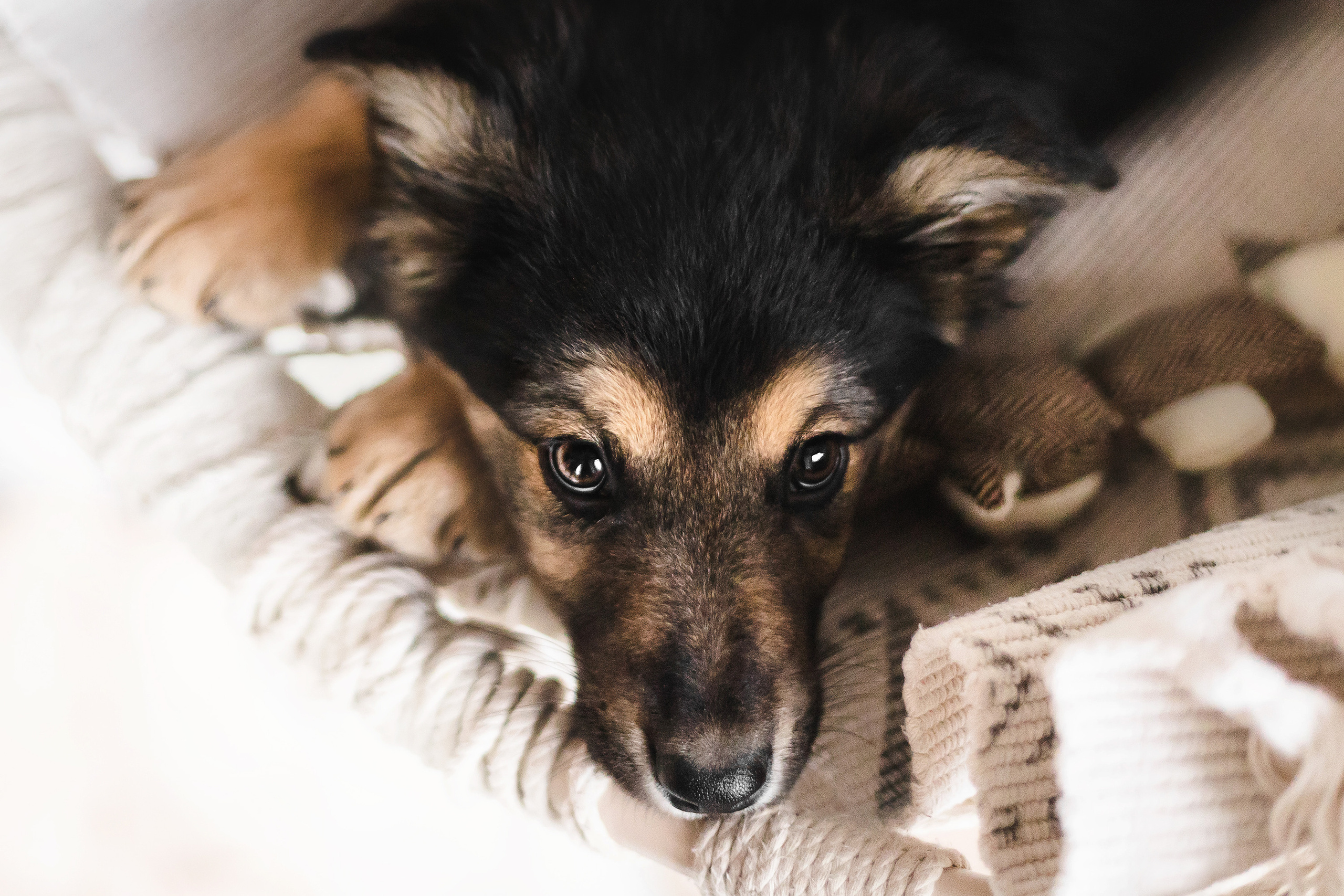 Фотосессия щенков Сатин и Нильс в студии