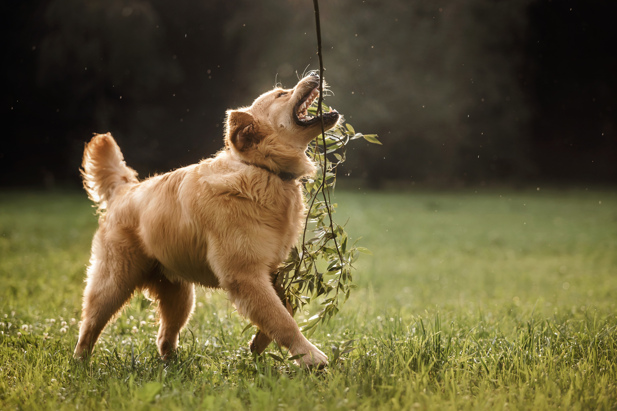 Фотосессия с щенком золотистого ретривера