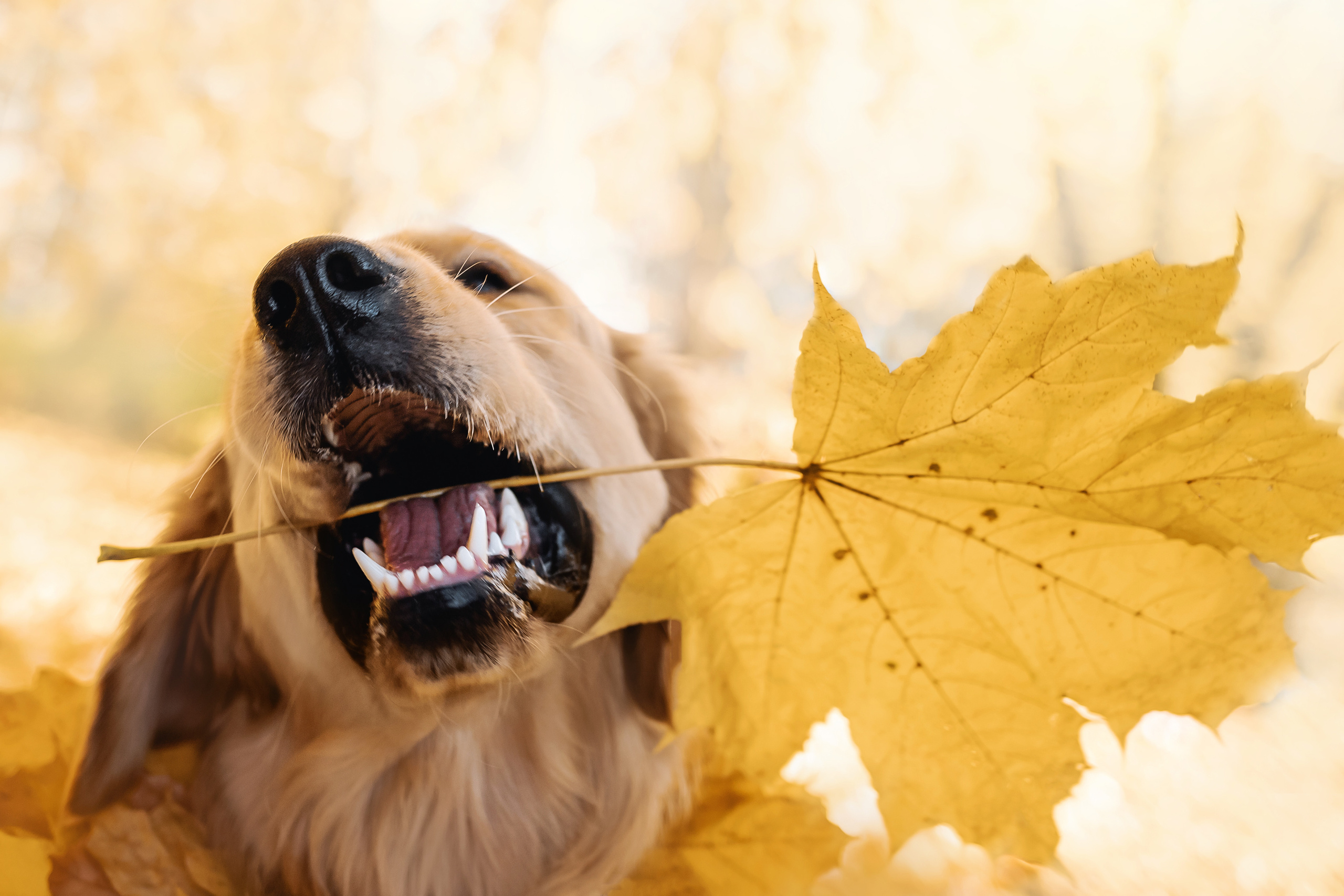 Фотосессия Марины и Паскаля