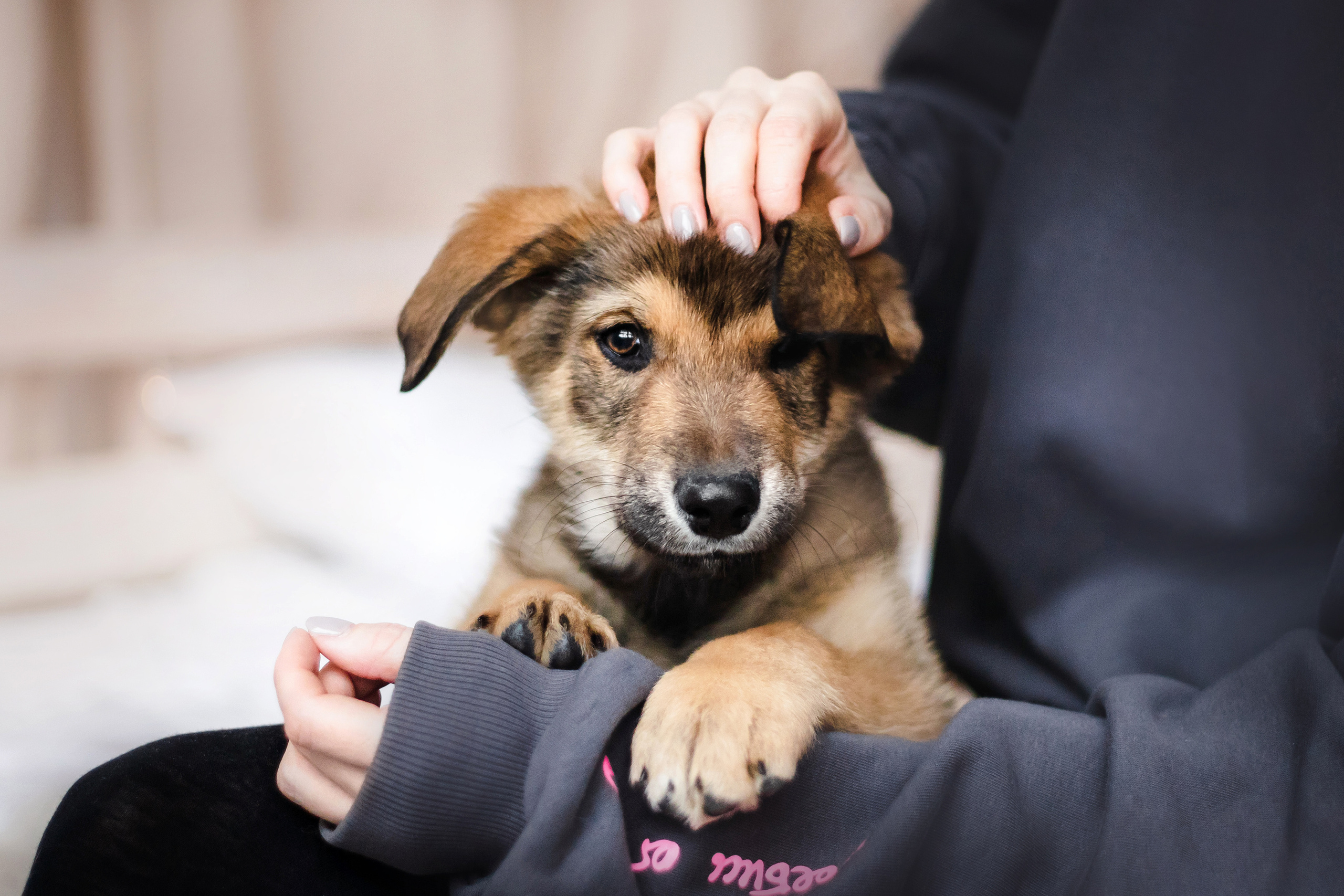 Фотосессия щенков Сатин и Нильс в студии