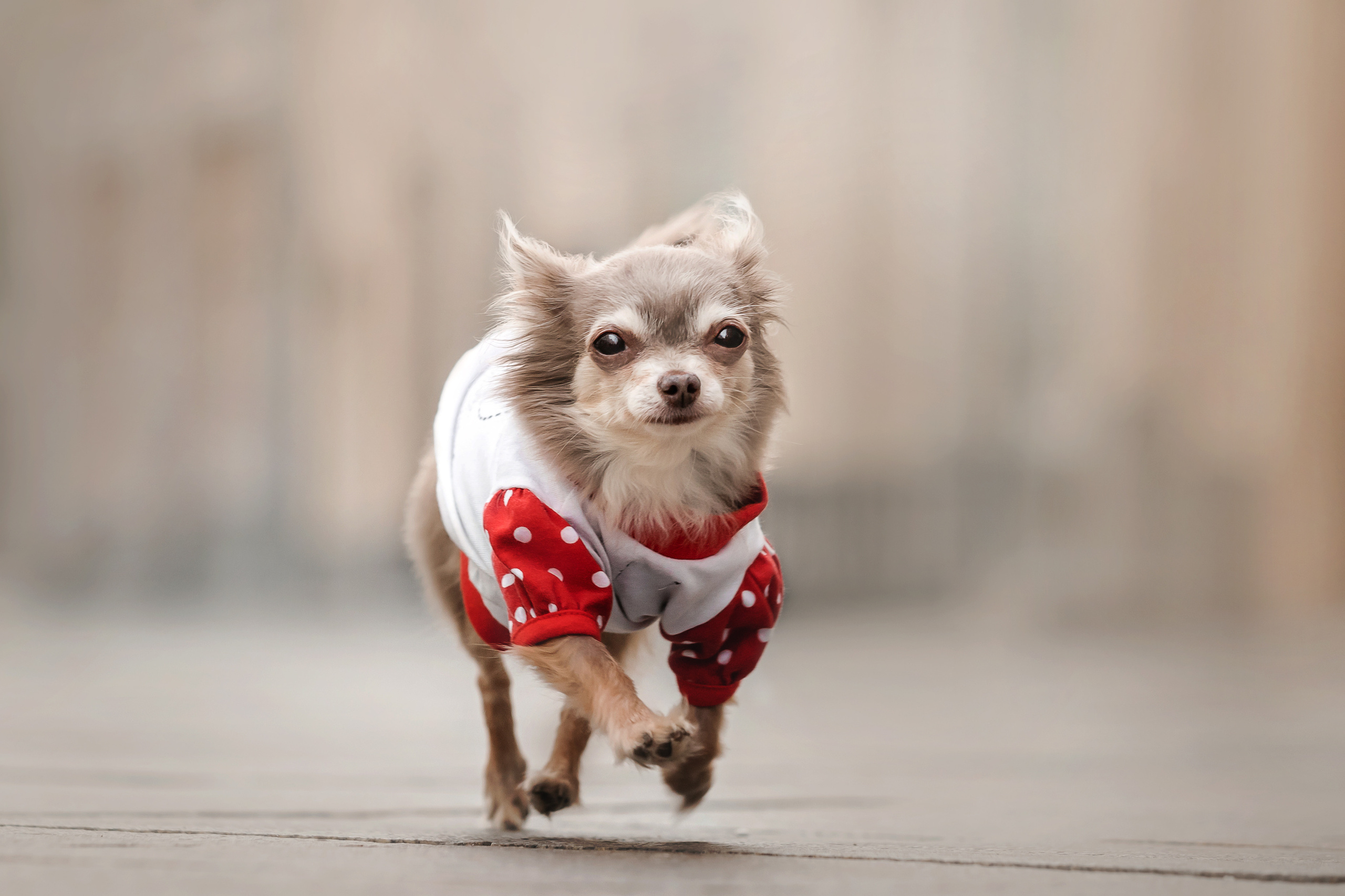 Фотосессия с чихуахуа в центре Москвы