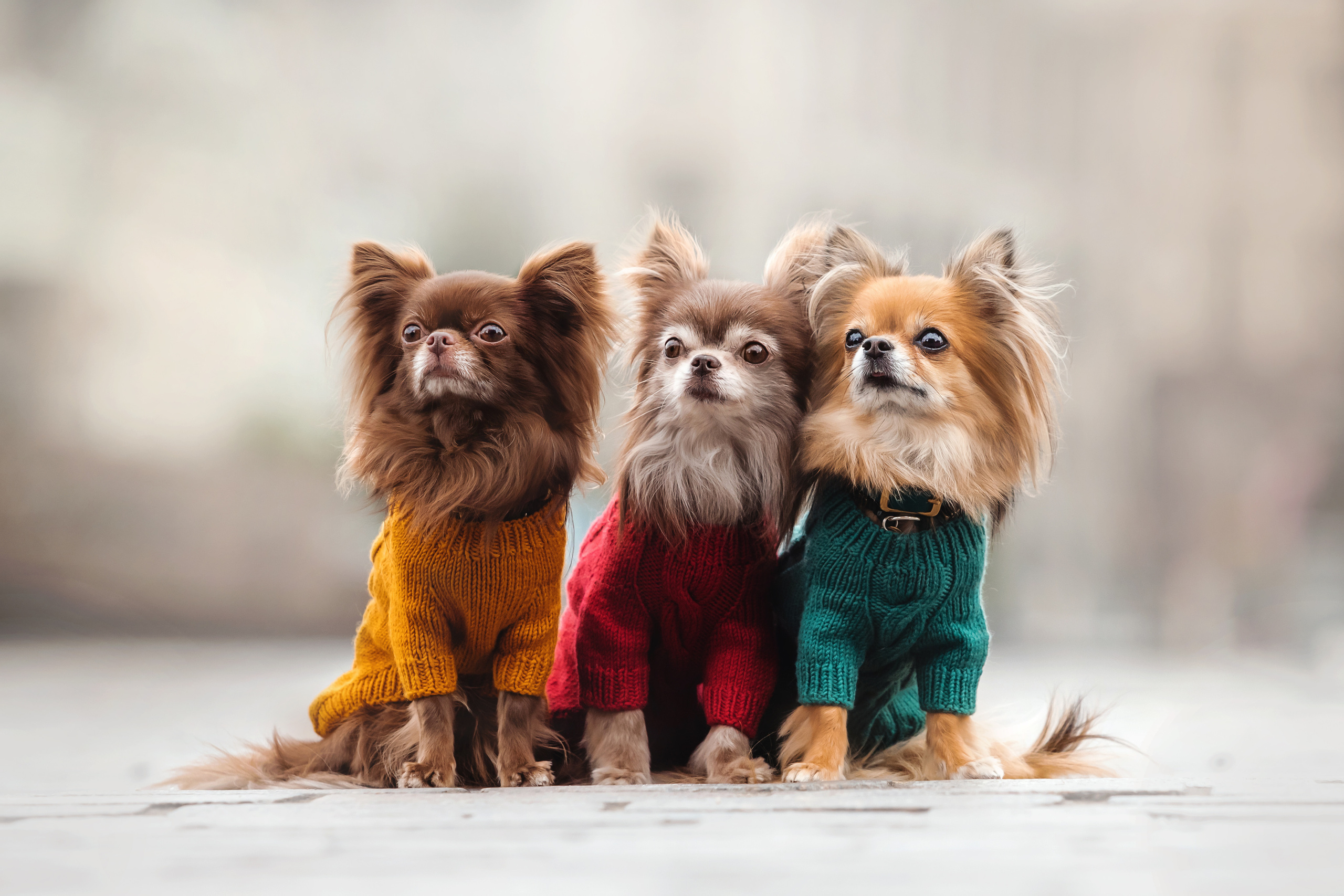 Фотосессия с чихуахуа в центре Москвы