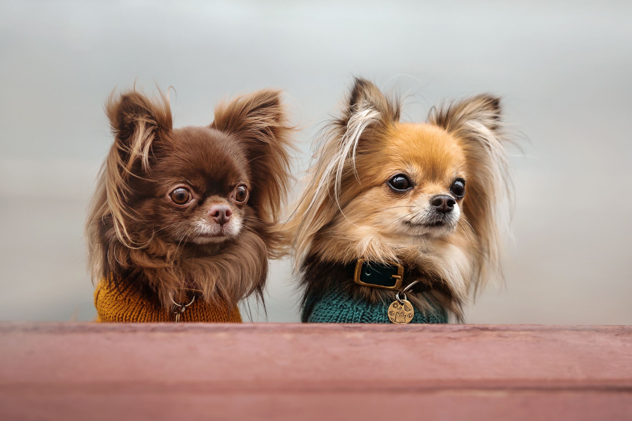 Фотосессия с чихуахуа в центре Москвы