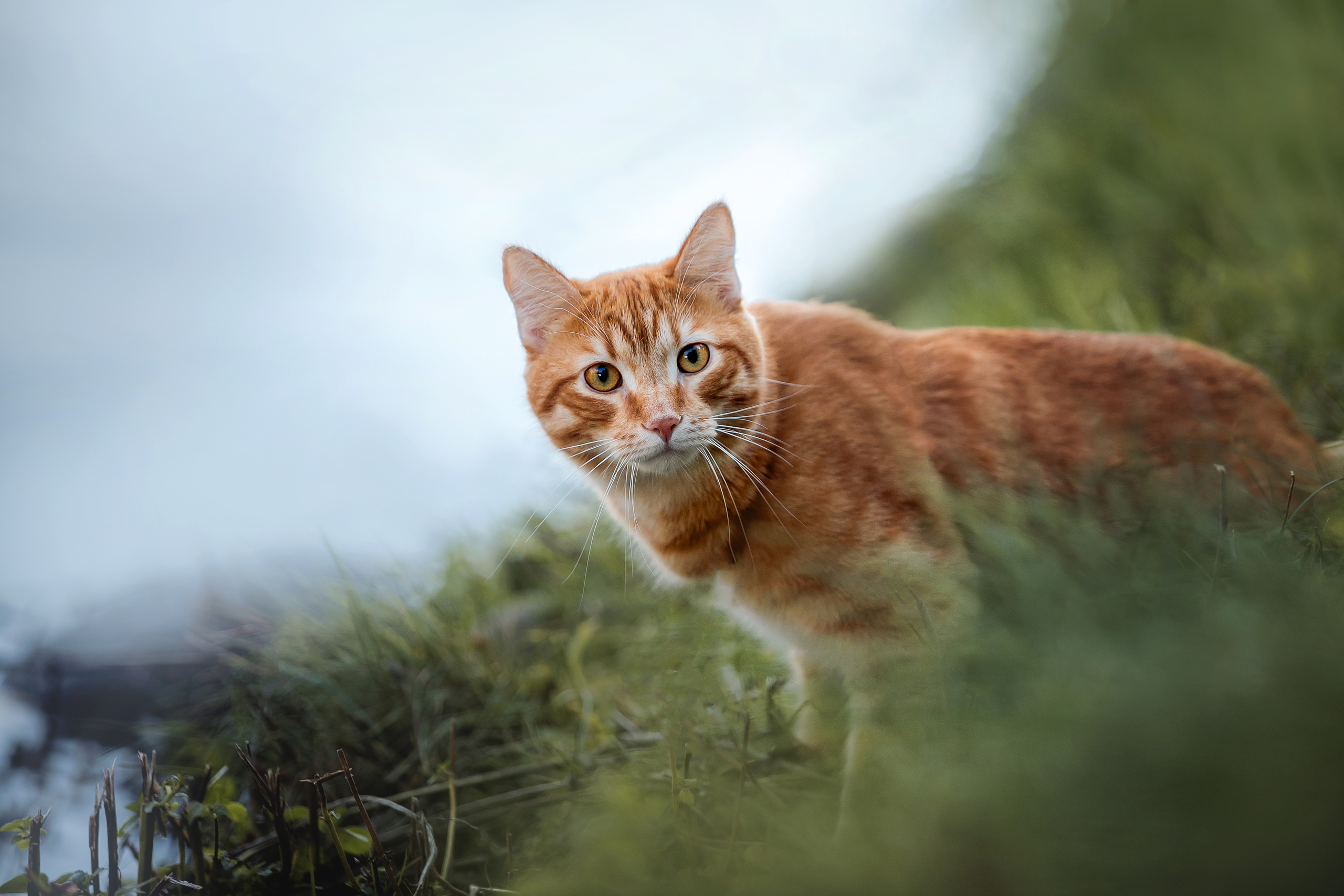 Фотосессия с собакой и котом. Ира, йорк Филя и кот Леброн