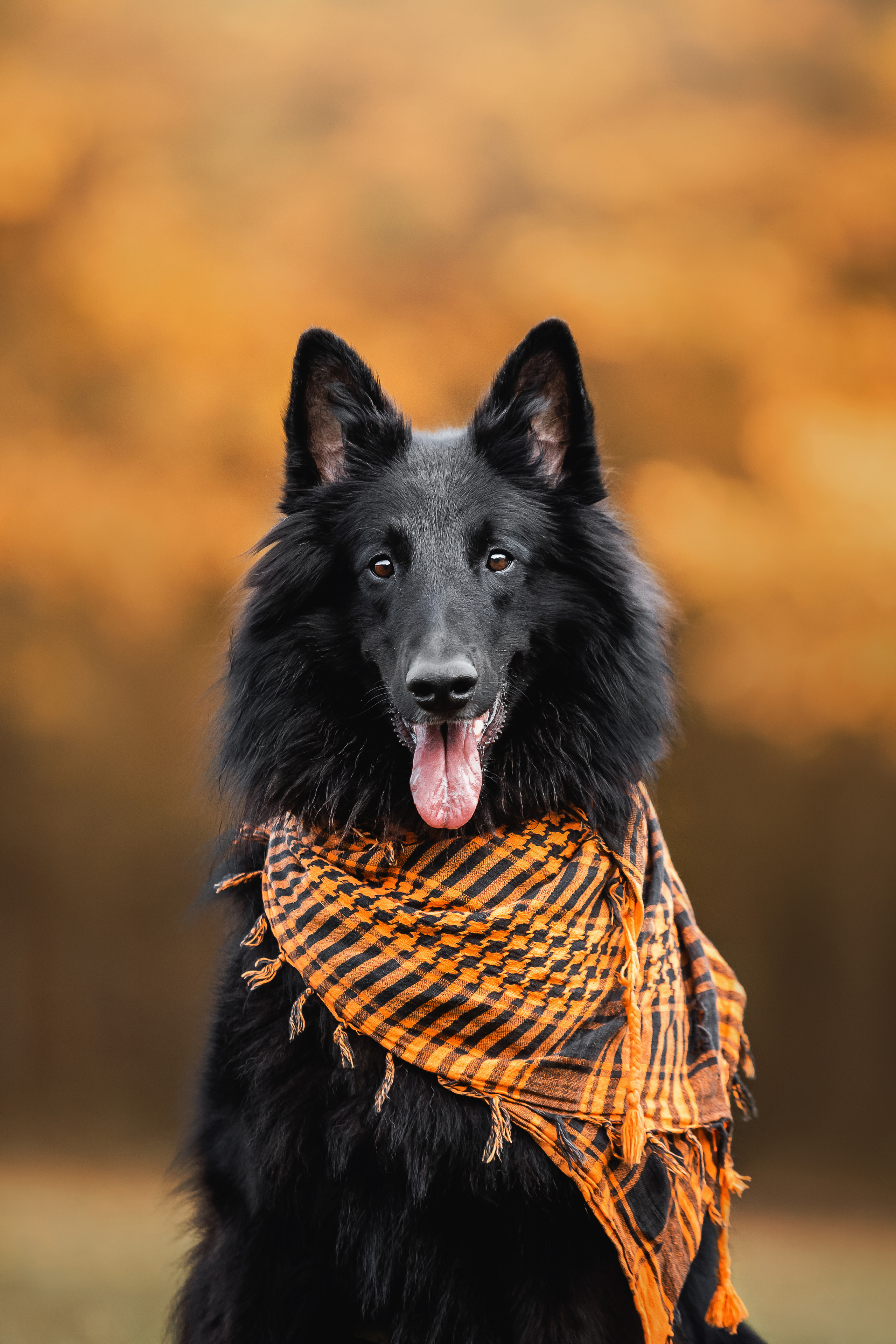 Фотосессия с грюнендалем Йаррхи