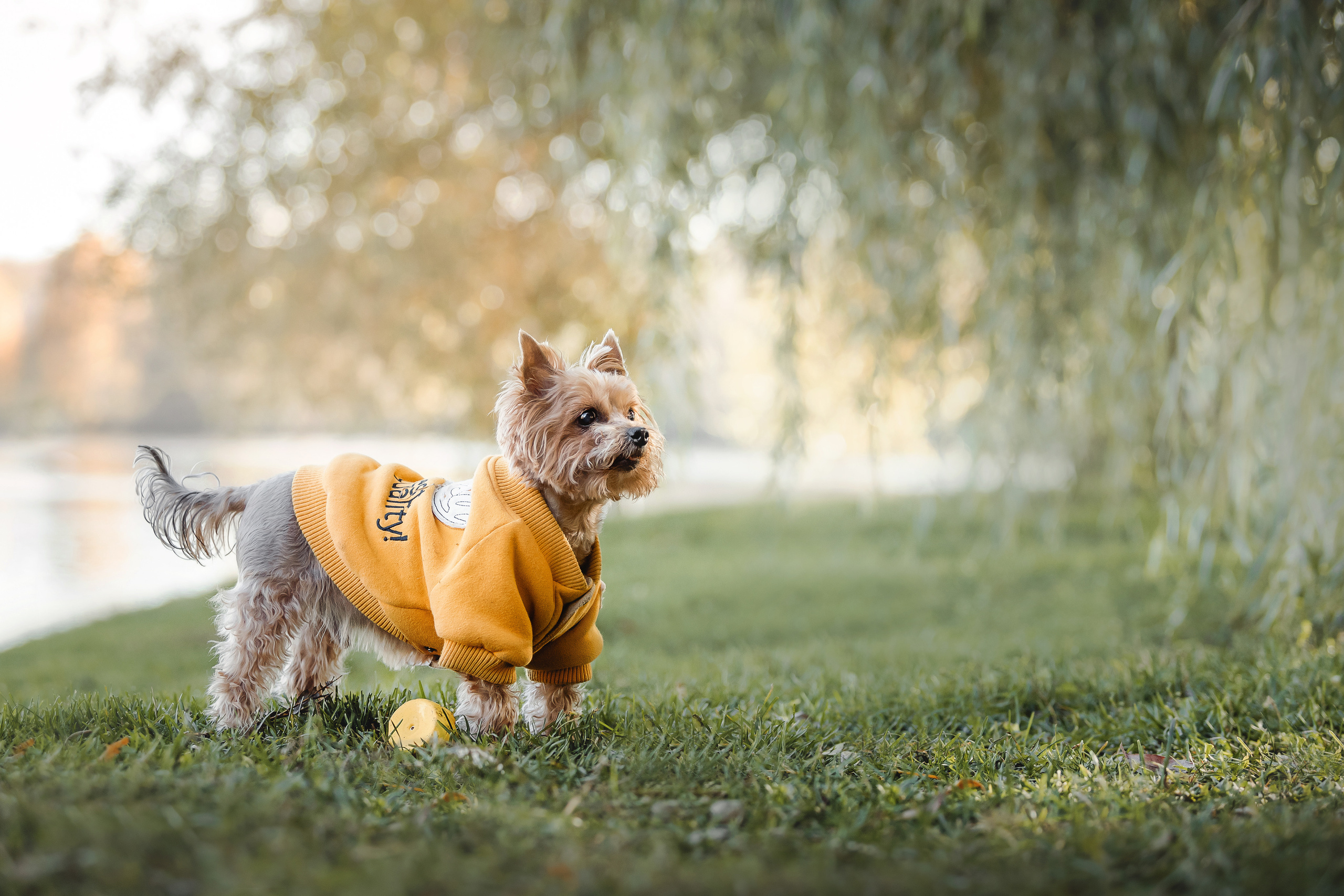 Фотосессия с собакой и котом. Ира, йорк Филя и кот Леброн