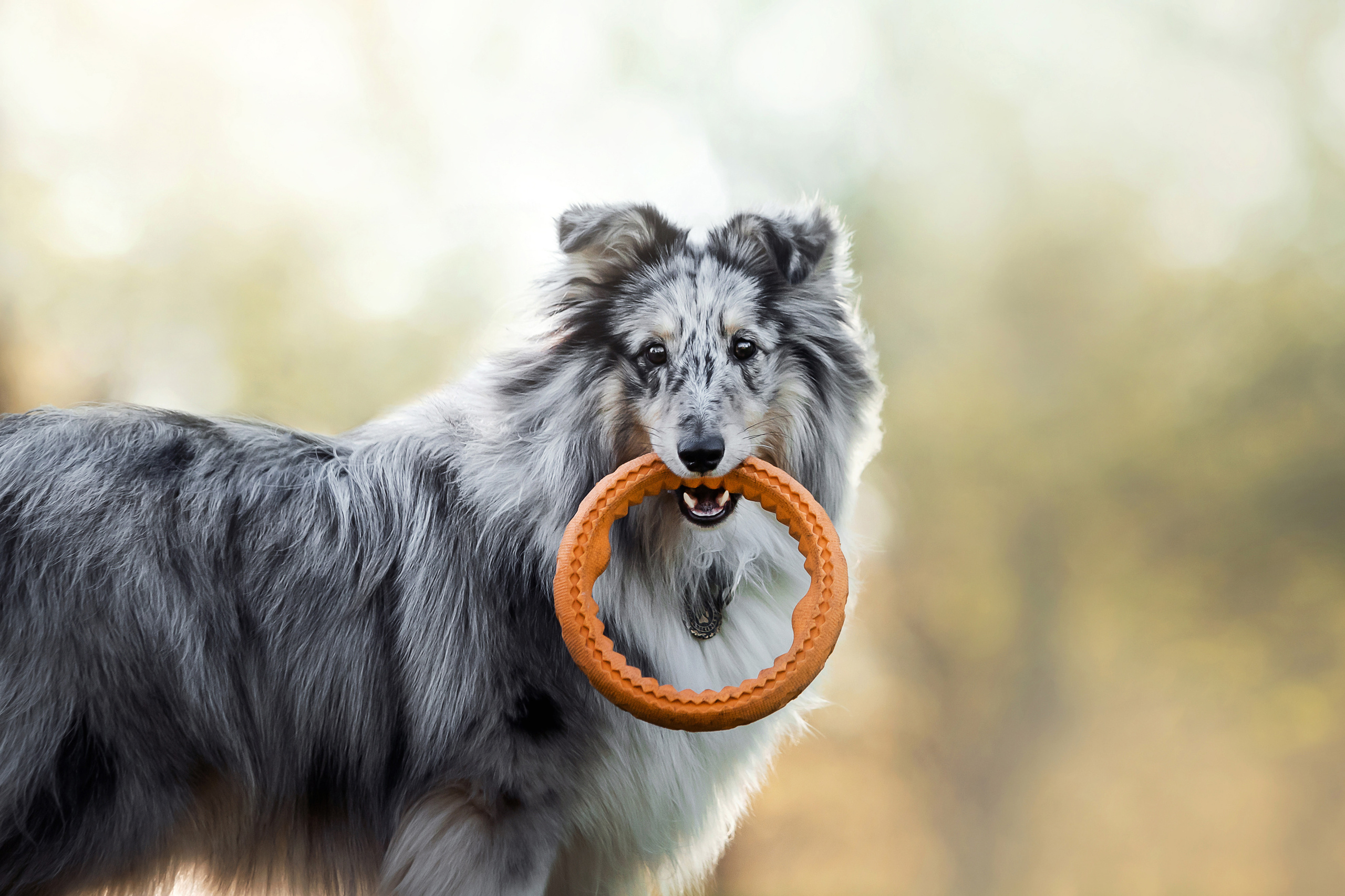 Фотосессия с шелти Скаем