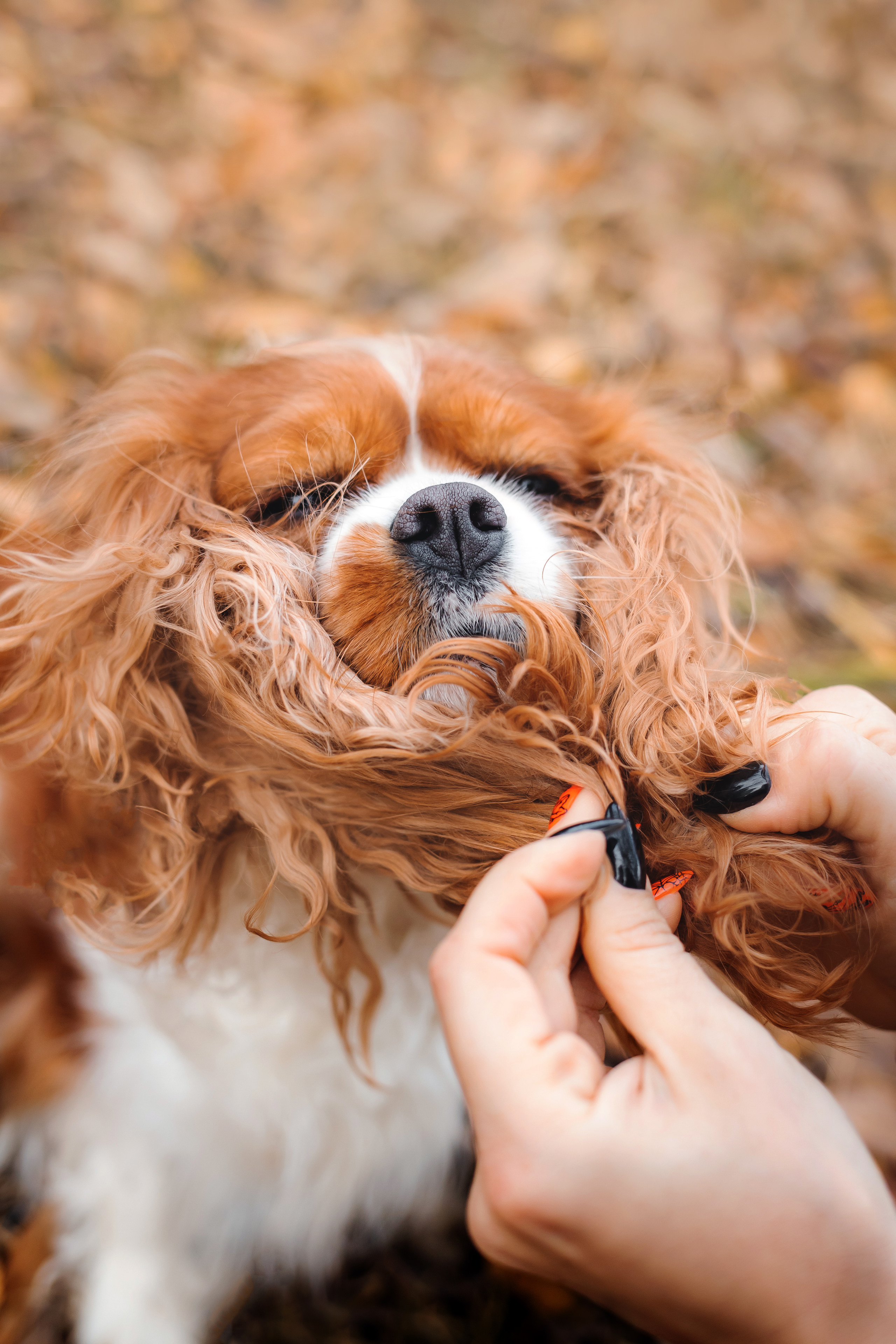 Фотосессия с ребенком и собакой