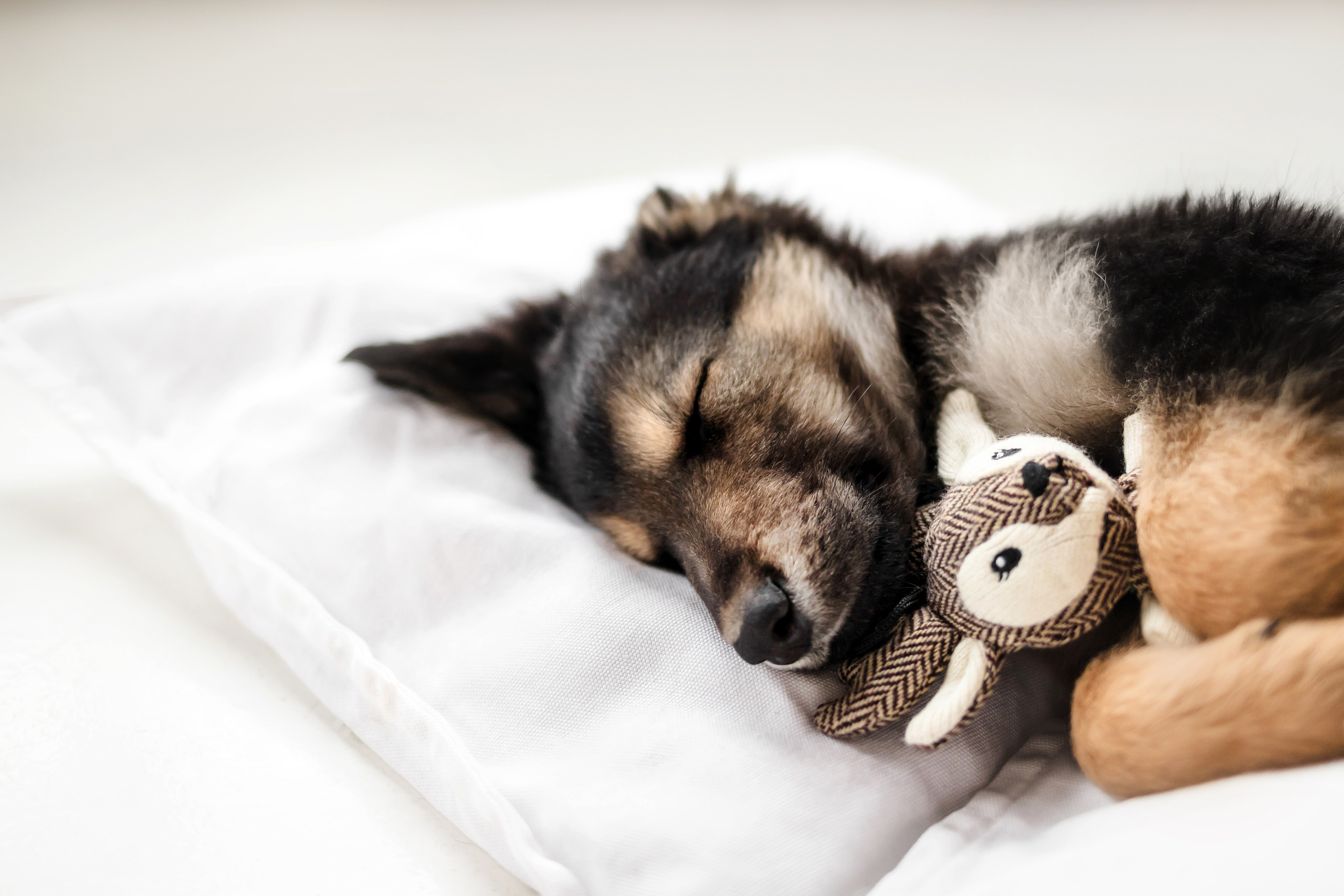 Фотосессия щенков Сатин и Нильс в студии