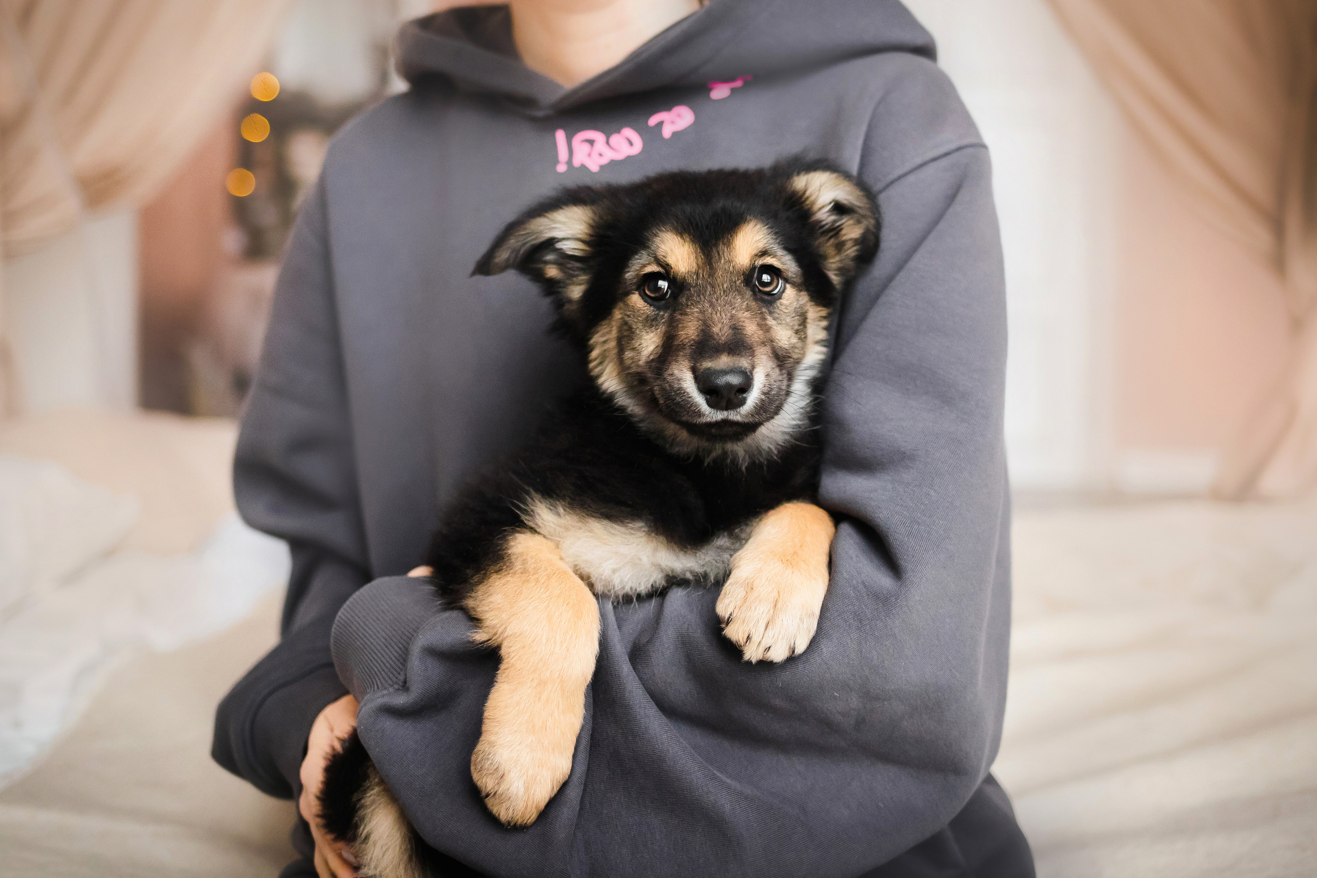 Фотосессия щенков Сатин и Нильс в студии