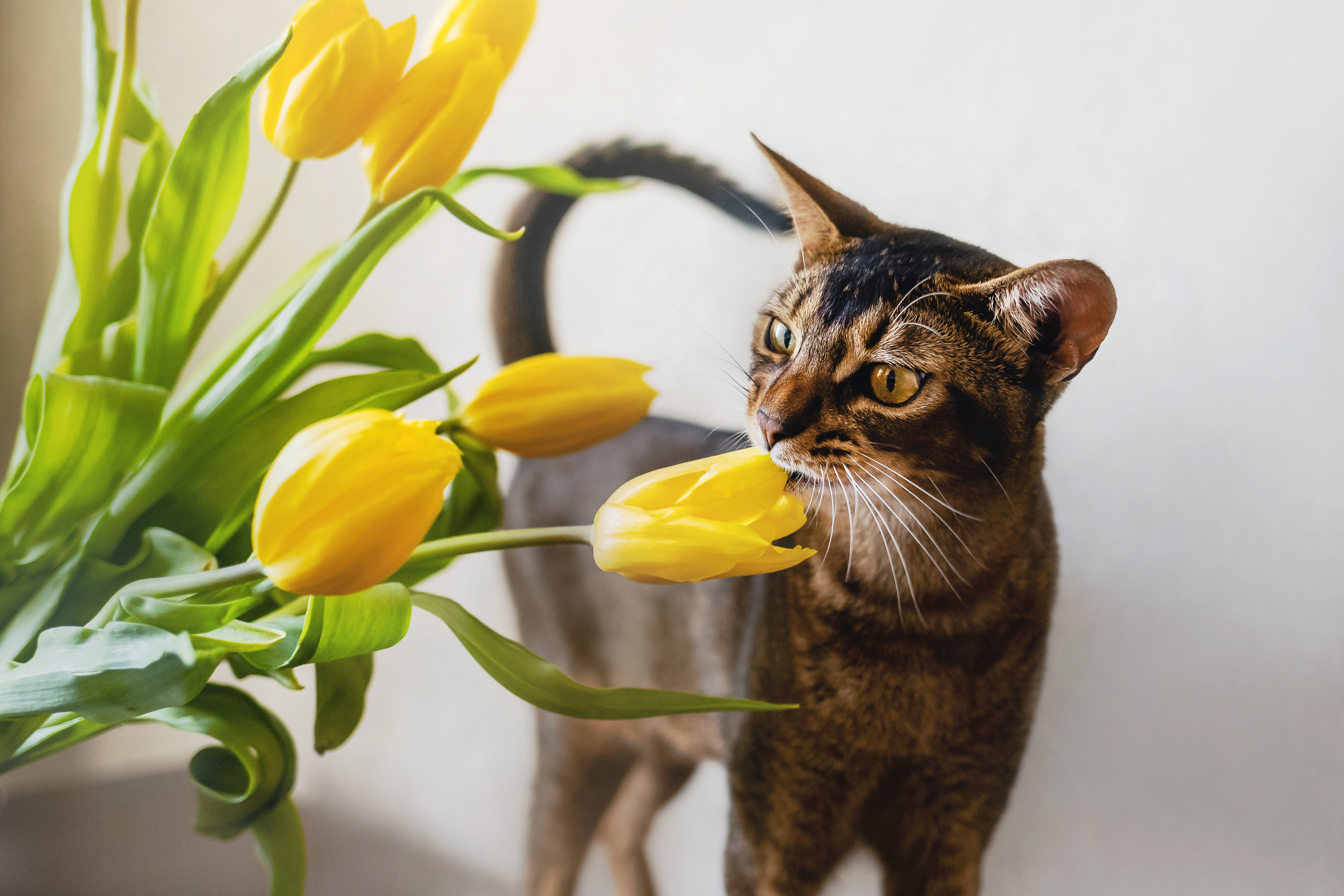 Фотосессия с кошкой, собакой и кроликом