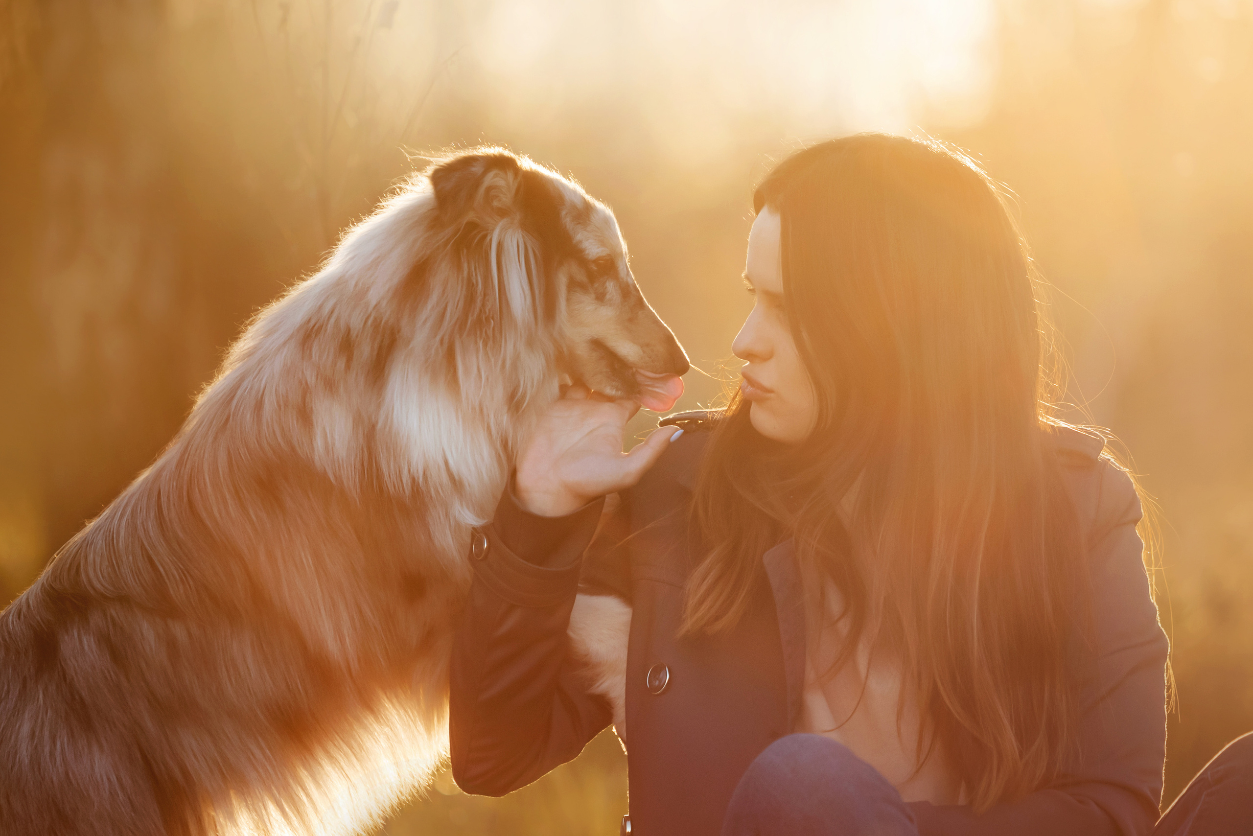 Фотосессия с шелти Скаем