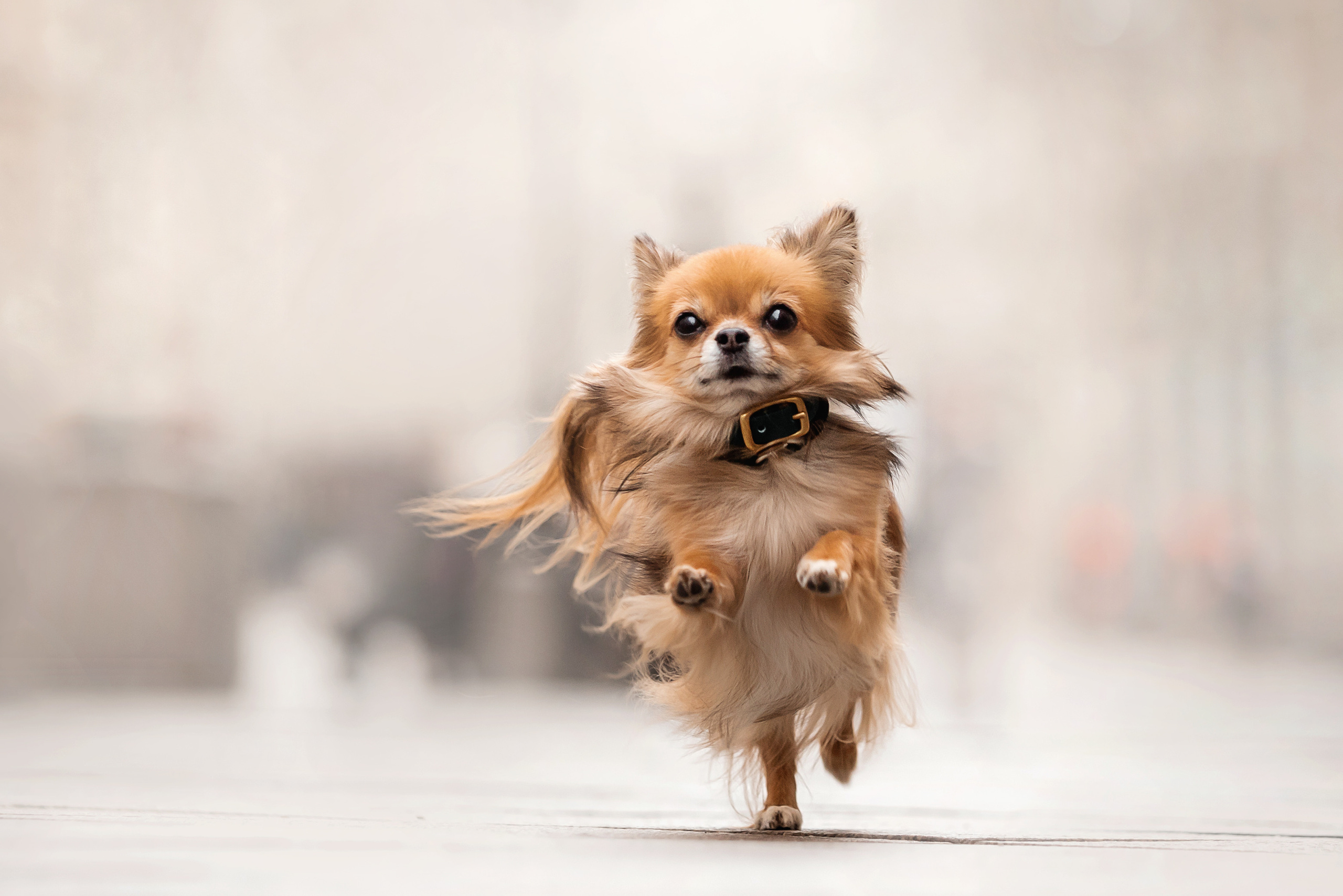 Фотосессия с чихуахуа в центре Москвы