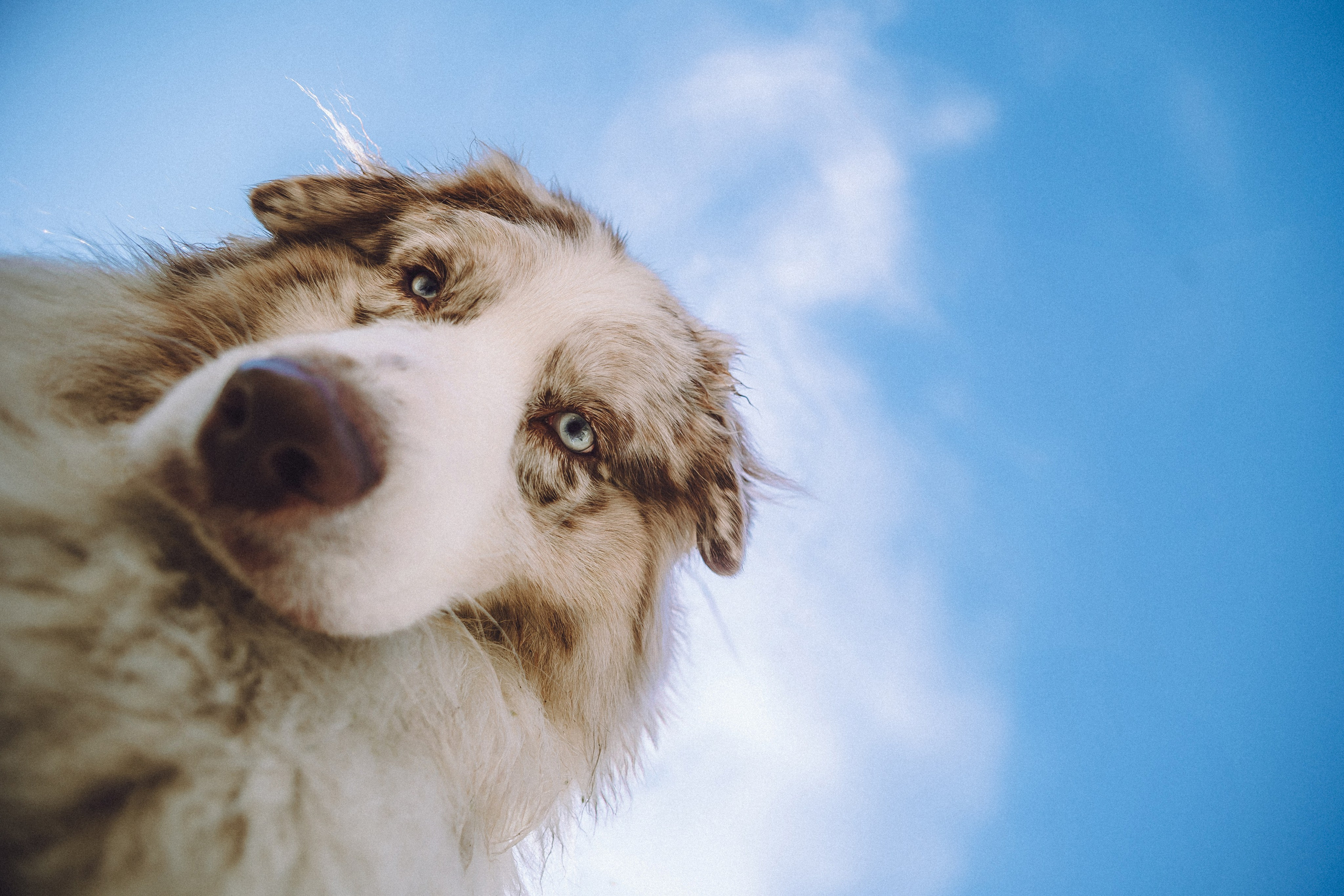 Катя, Андрей, Гектор, Ричи, Тортик и Трой