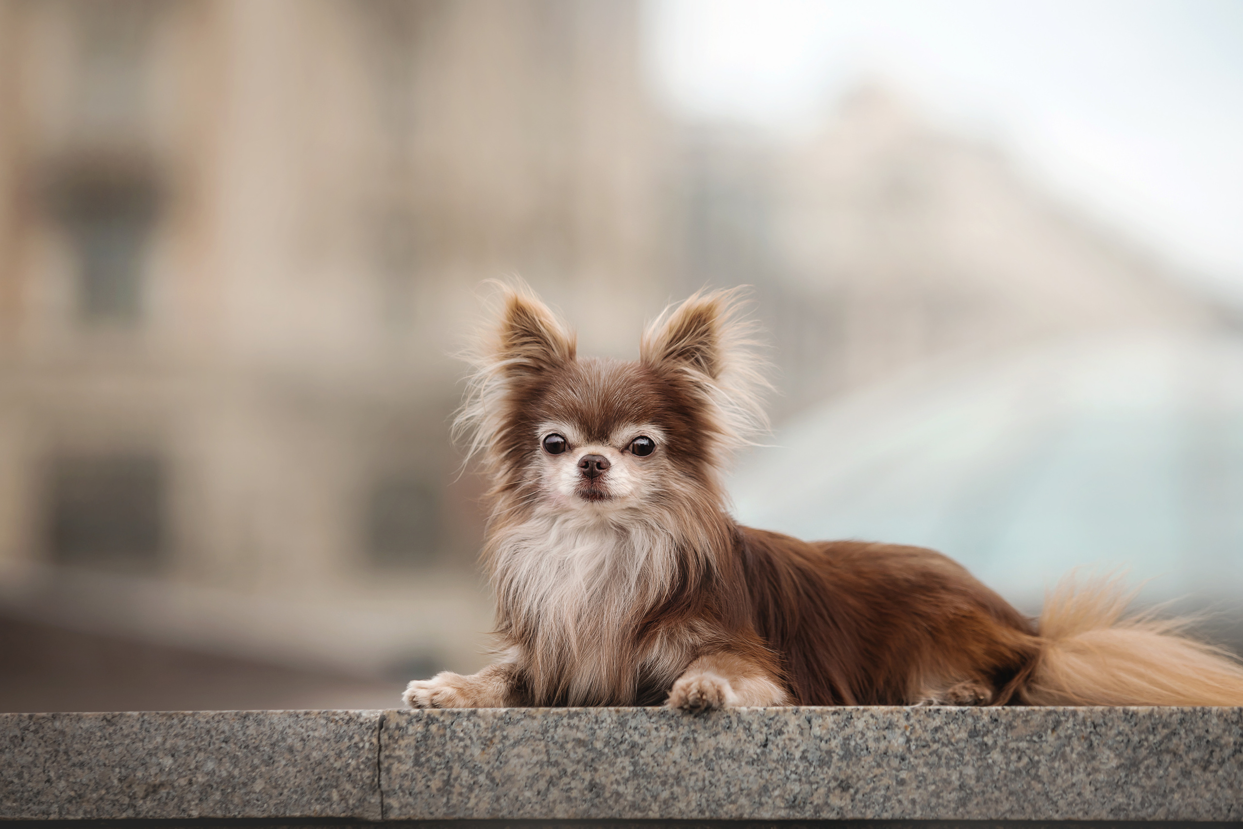 Фотосессия с чихуахуа в центре Москвы