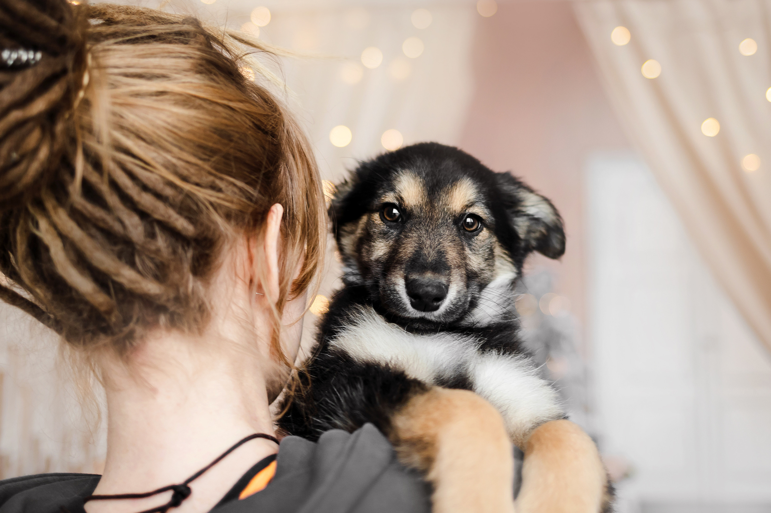 Фотосессия щенков Сатин и Нильс в студии