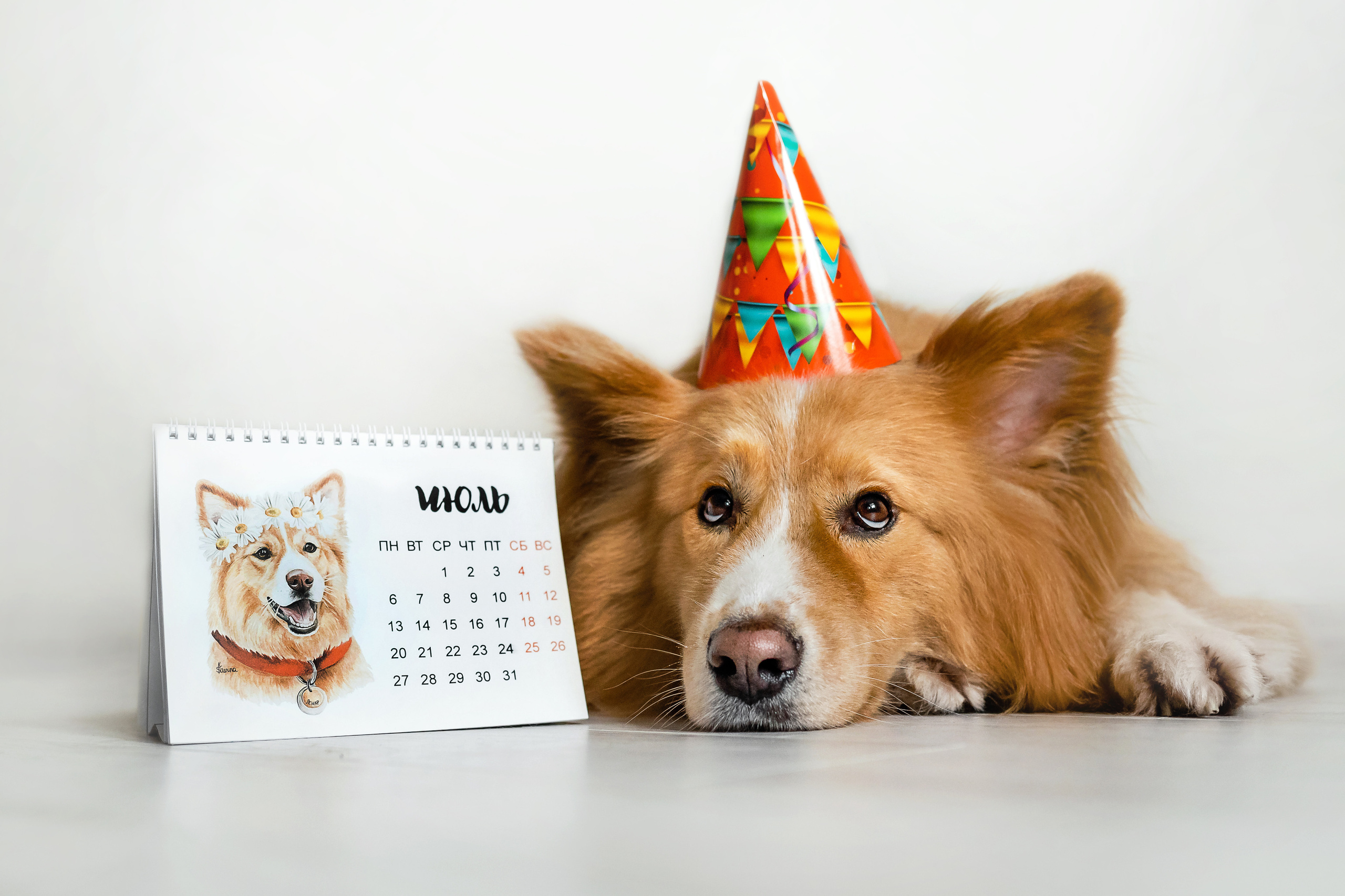 Фотосессия с кошкой, собакой и кроликом