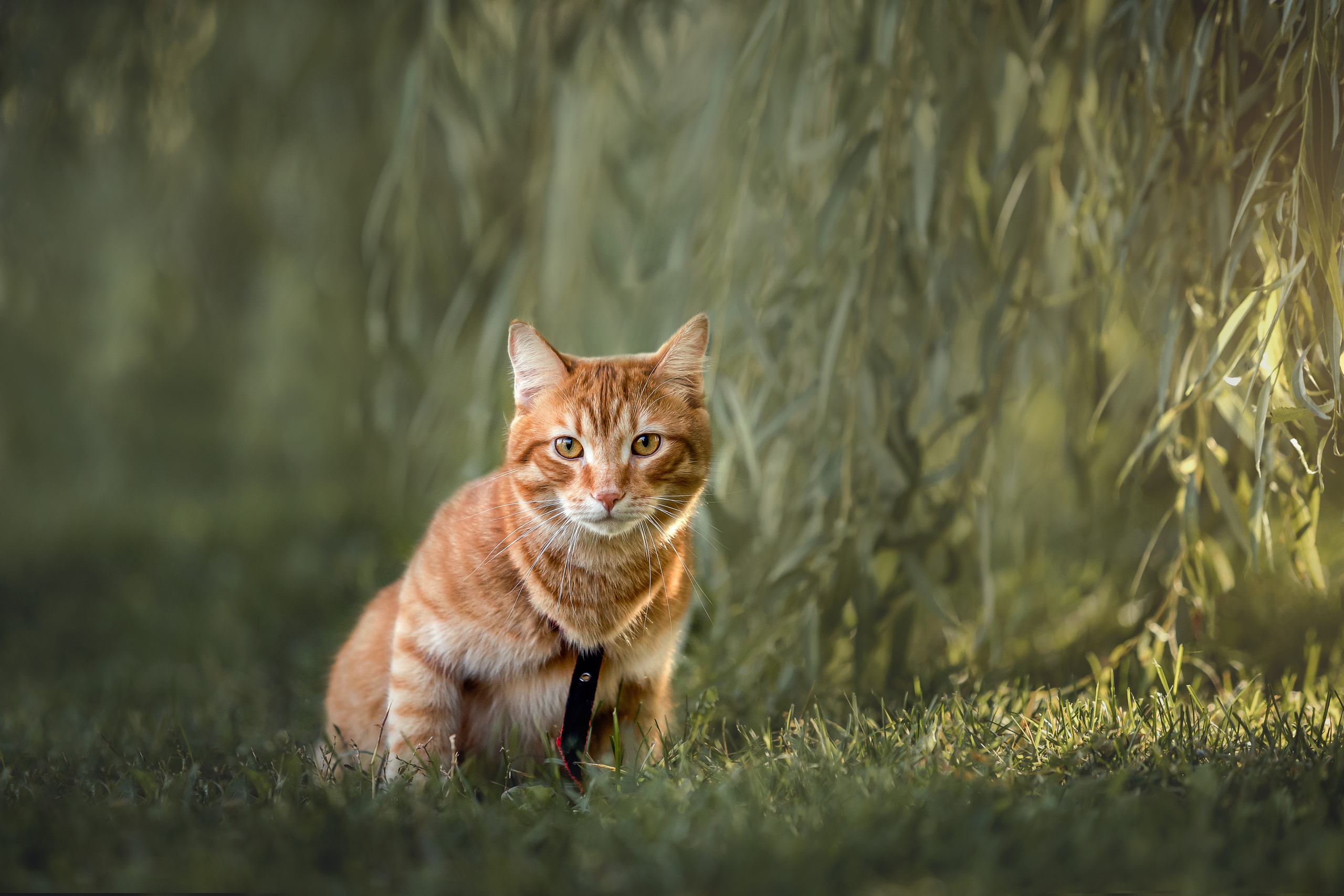 Фотосессия с собакой и котом. Ира, йорк Филя и кот Леброн