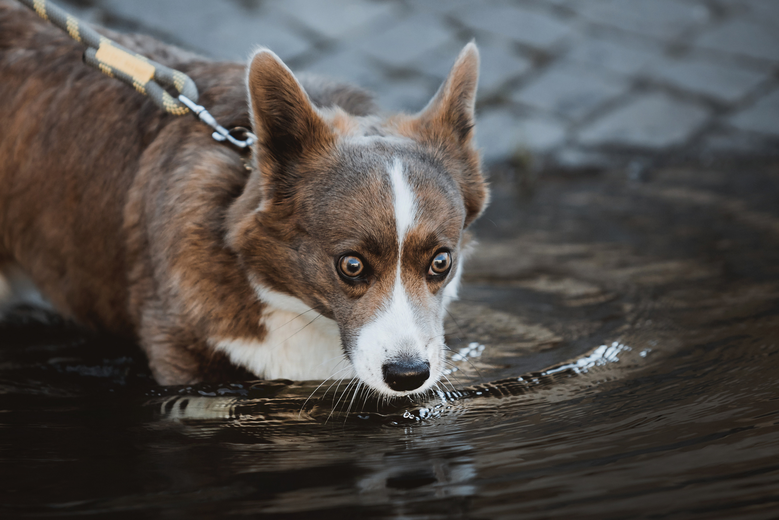 Кристина и Лулуди