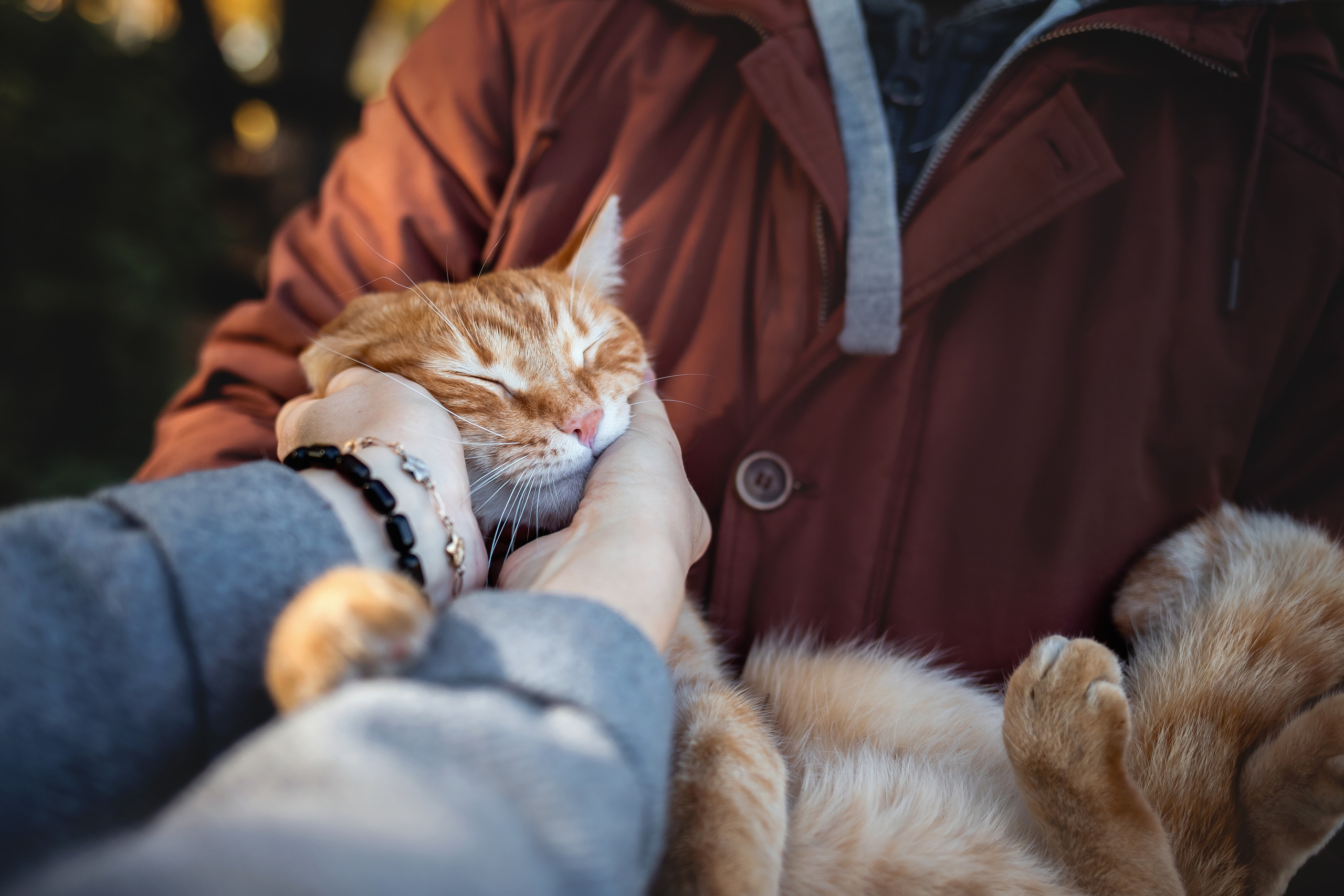 Фотосессия с собакой и котом. Ира, йорк Филя и кот Леброн