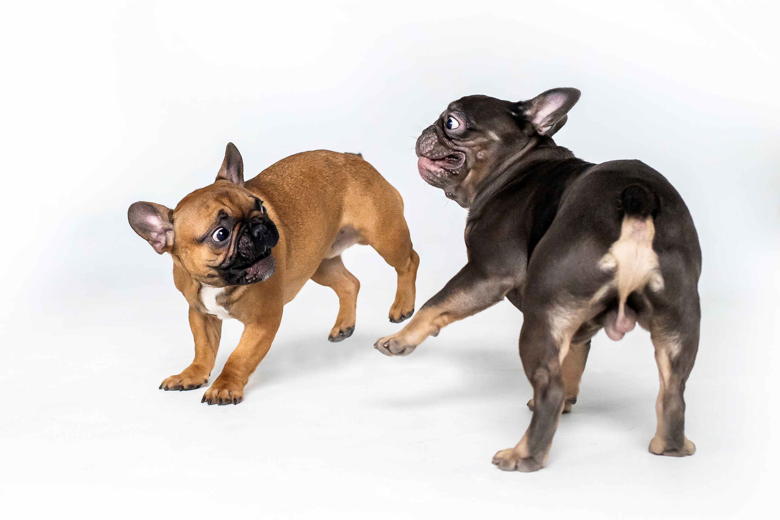 Фотосессия бульдогов Лео и Марса в догфрендли студии