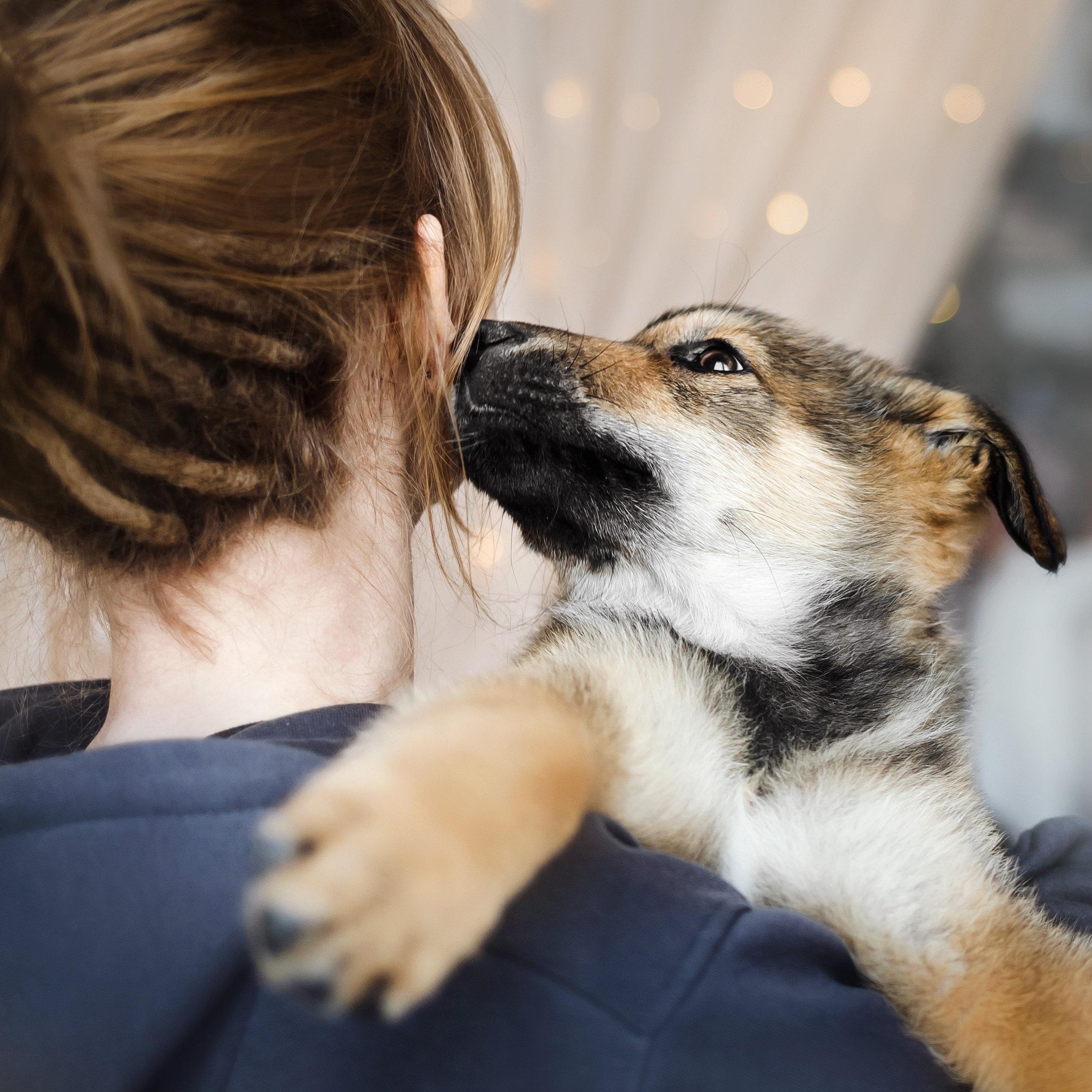 Фотосессия щенков Сатин и Нильс в студии