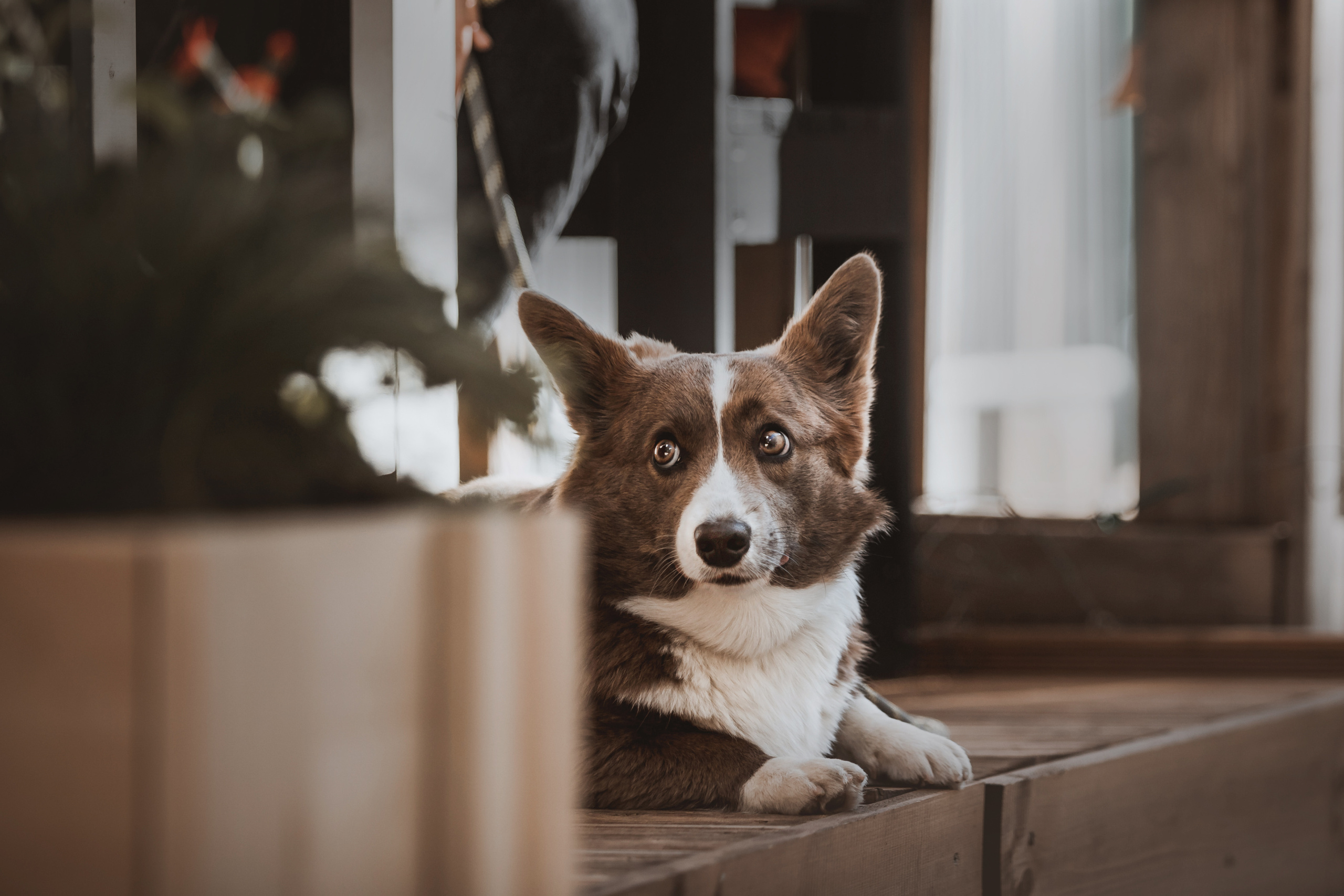 Кристина и Лулуди