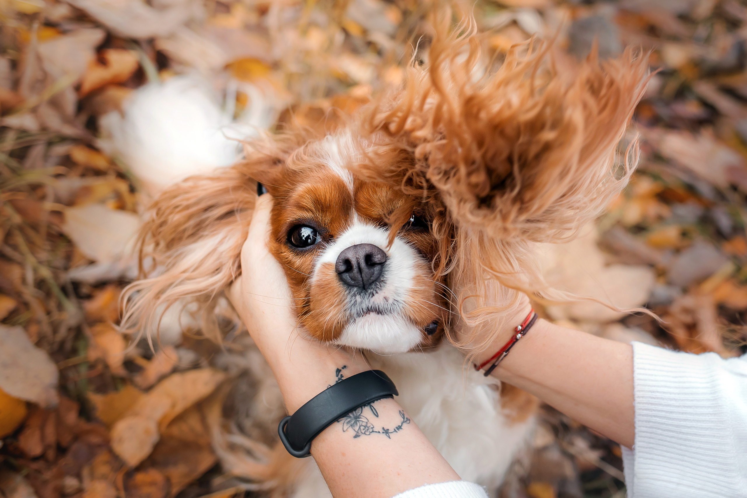 Фотосессия с ребенком и собакой