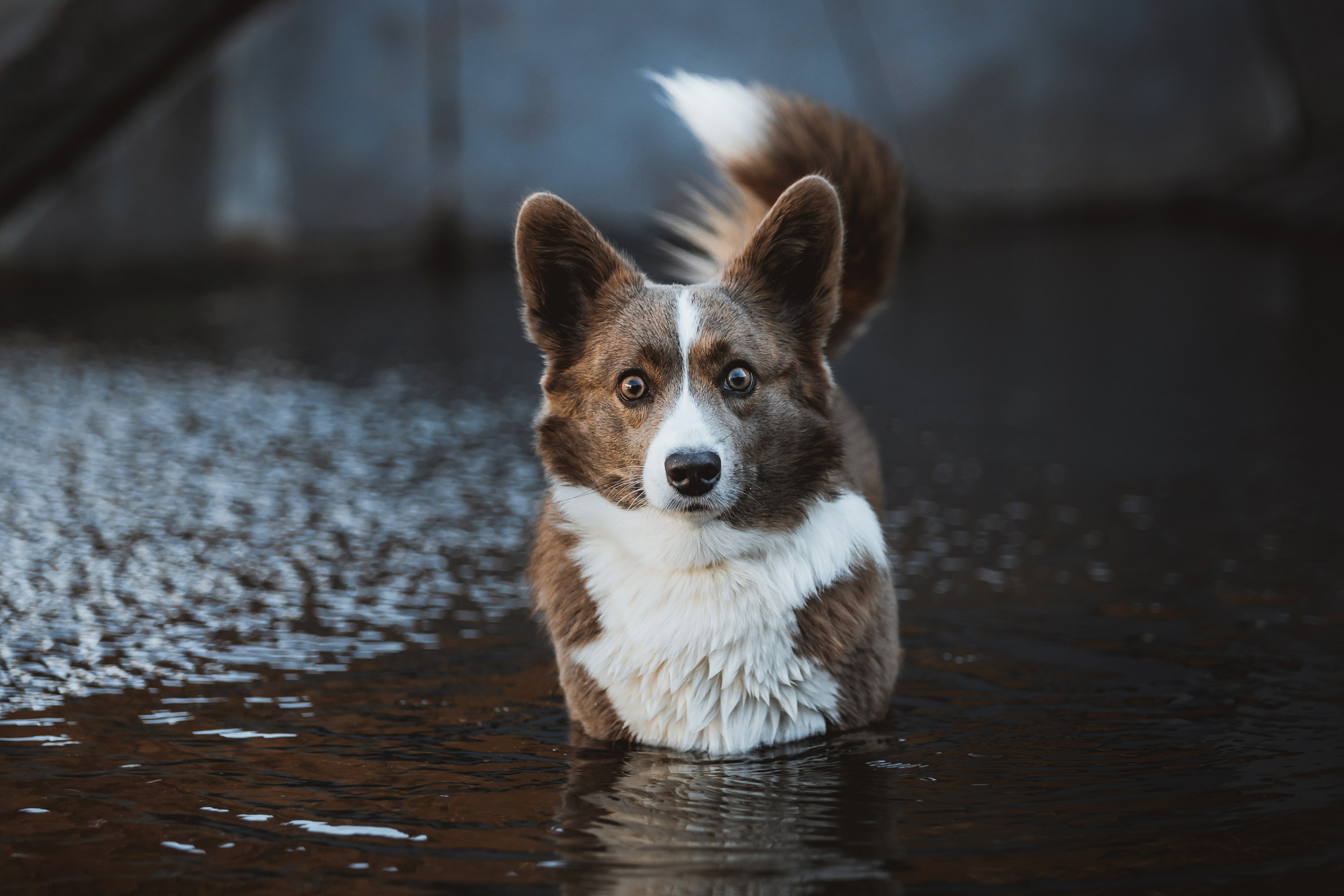 Кристина и Лулуди