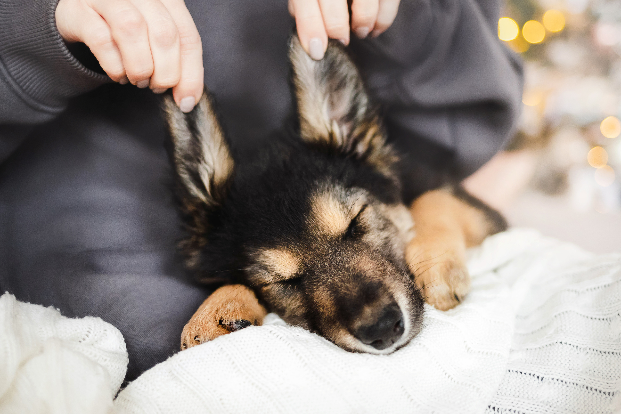 Фотосессия щенков Сатин и Нильс в студии