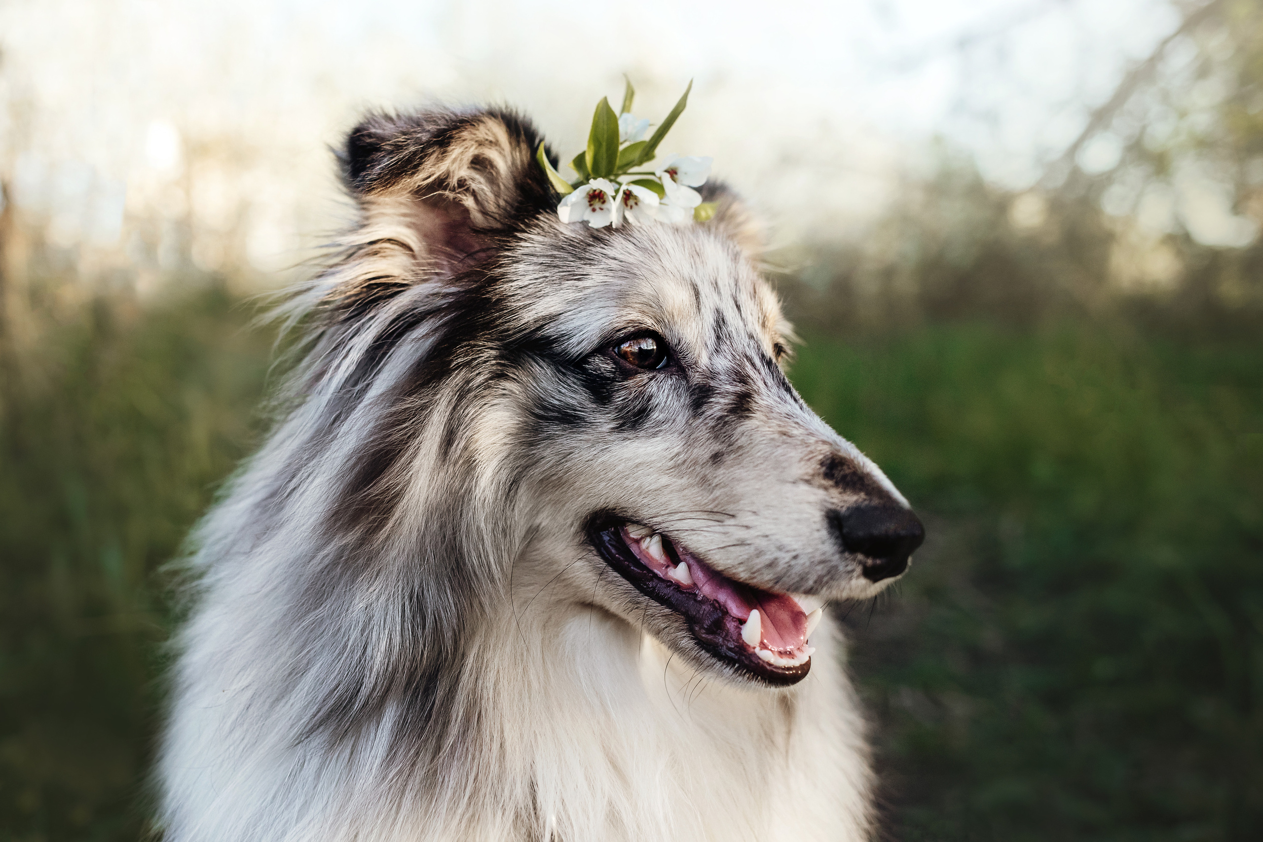 Фотосессия с шелти Скаем
