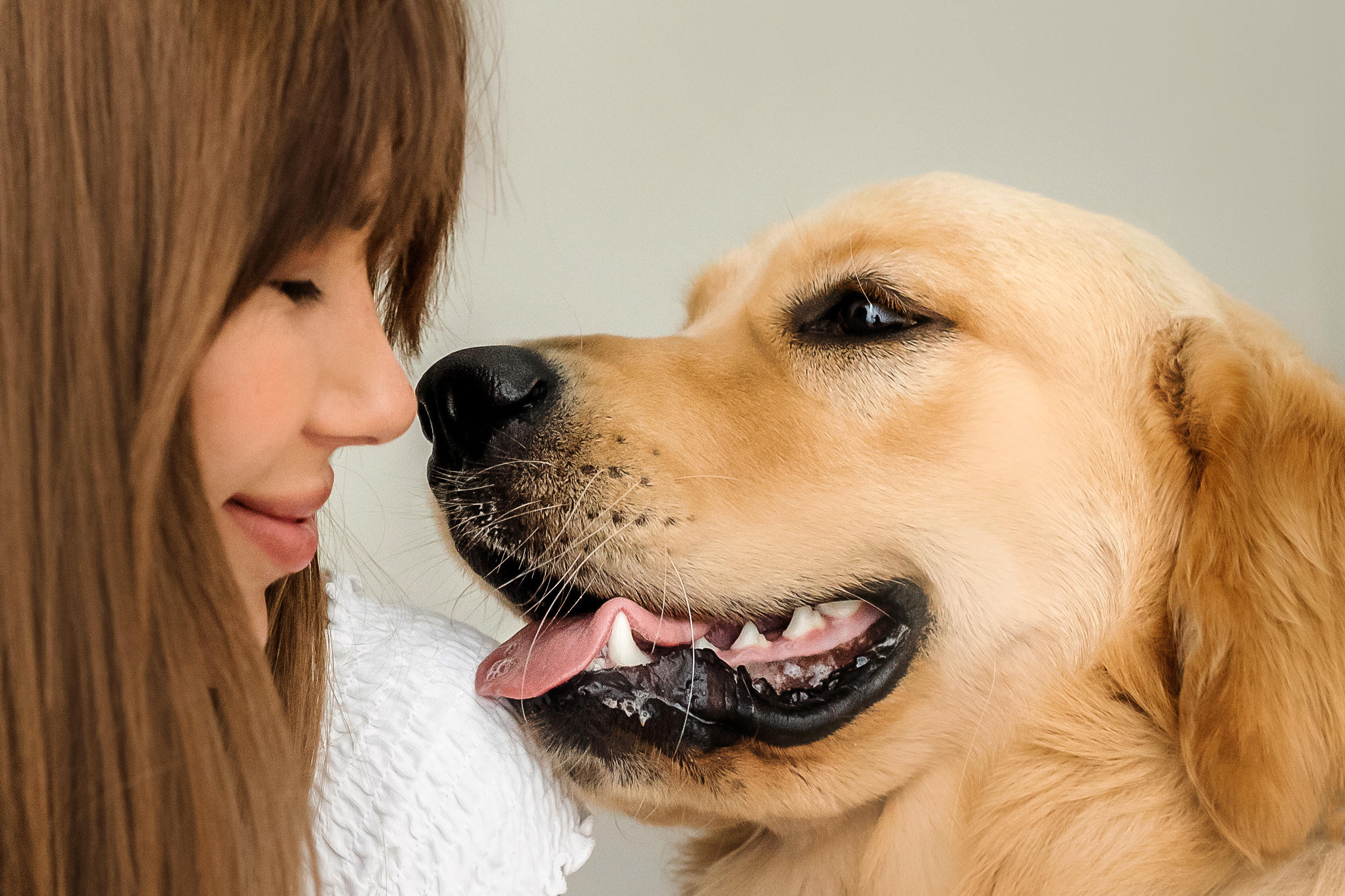 Фотосессия с щенком золотистого ретривера