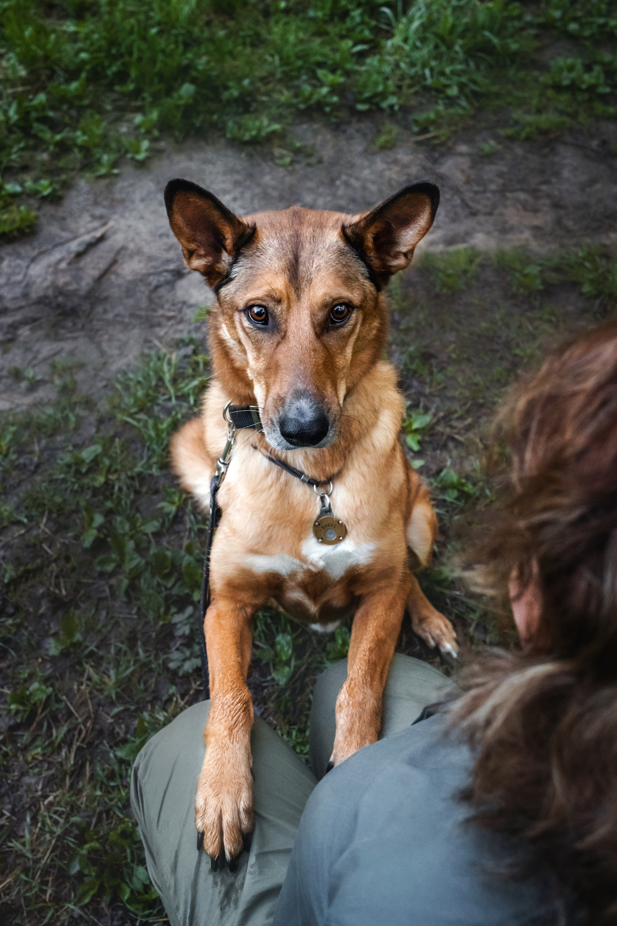 Фотосессия на рассвете собаки Росси, Саввы и их семьи