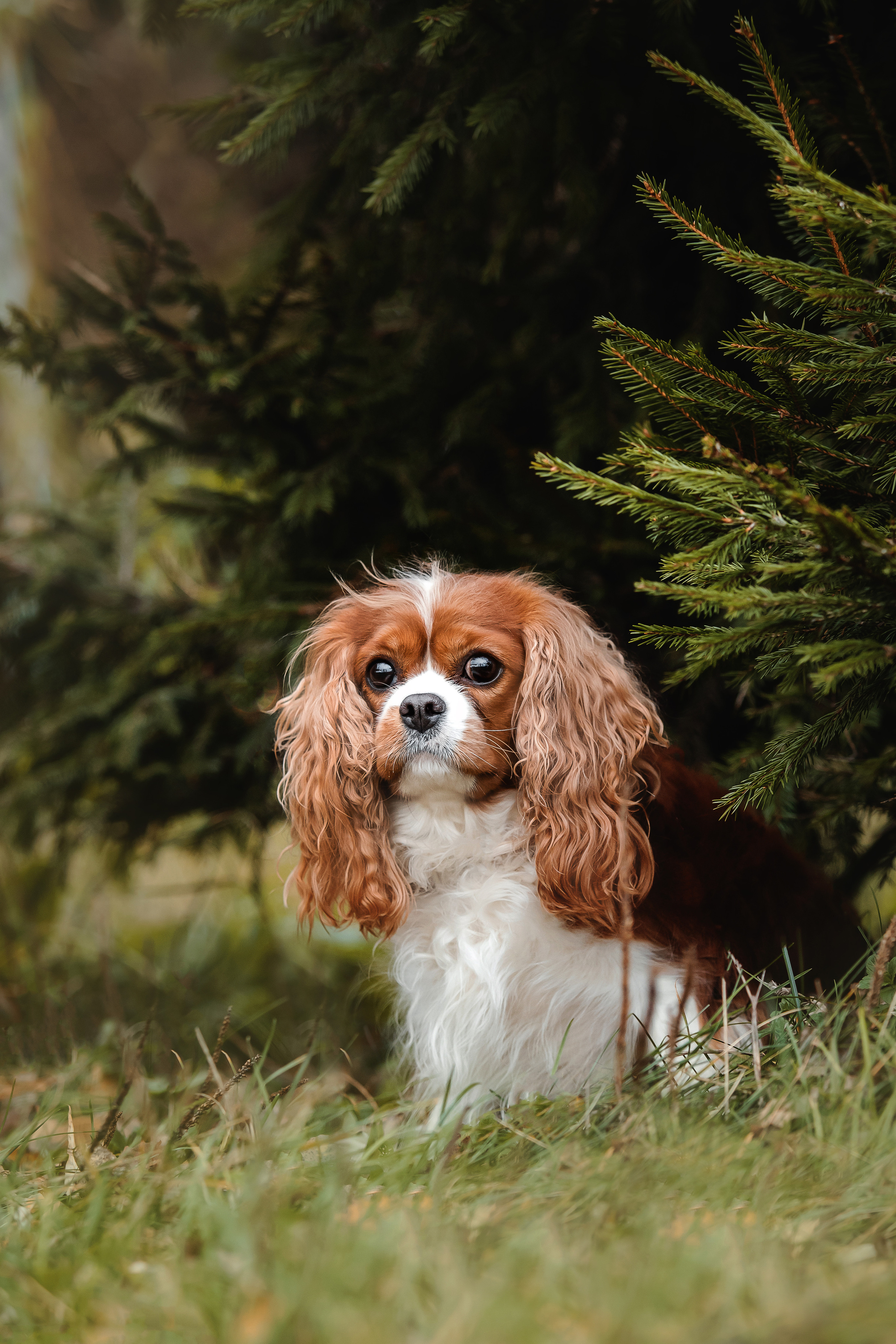 Фотосессия с ребенком и собакой