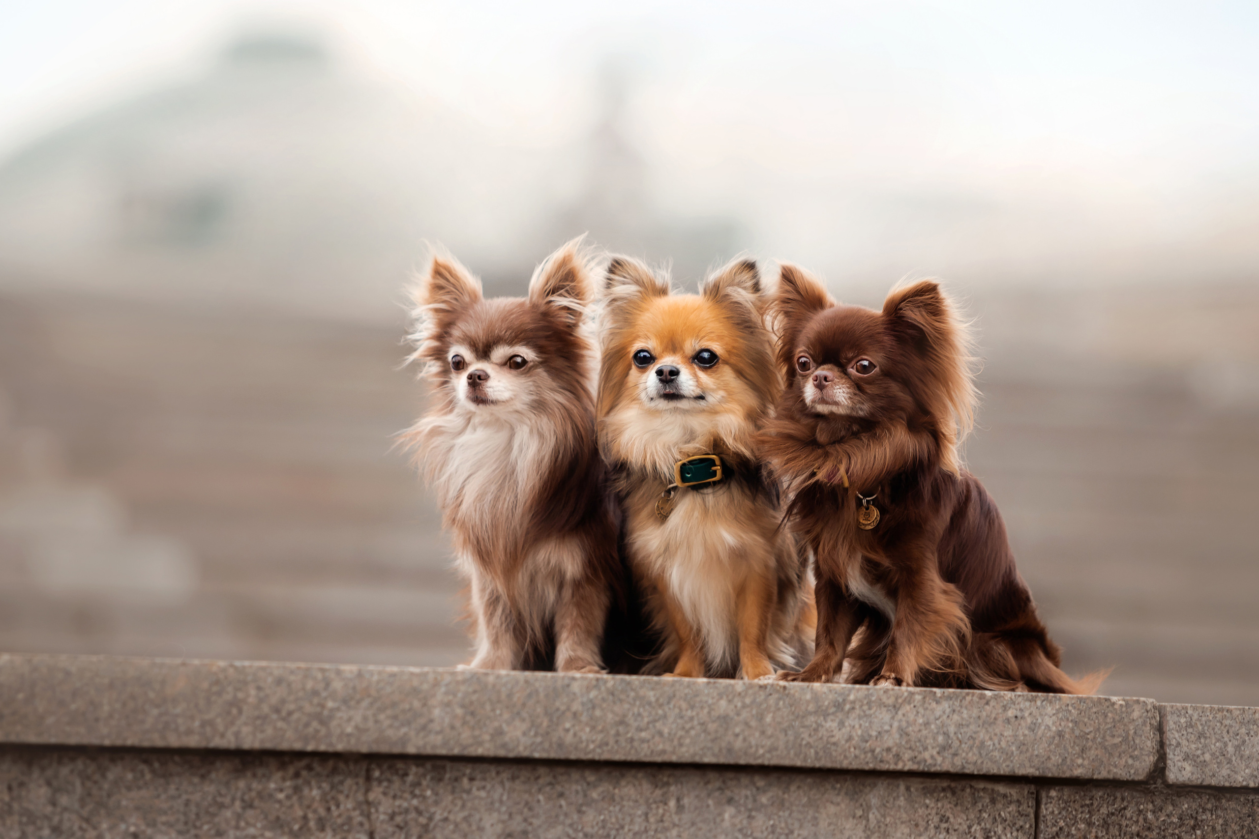 Фотосессия с чихуахуа в центре Москвы