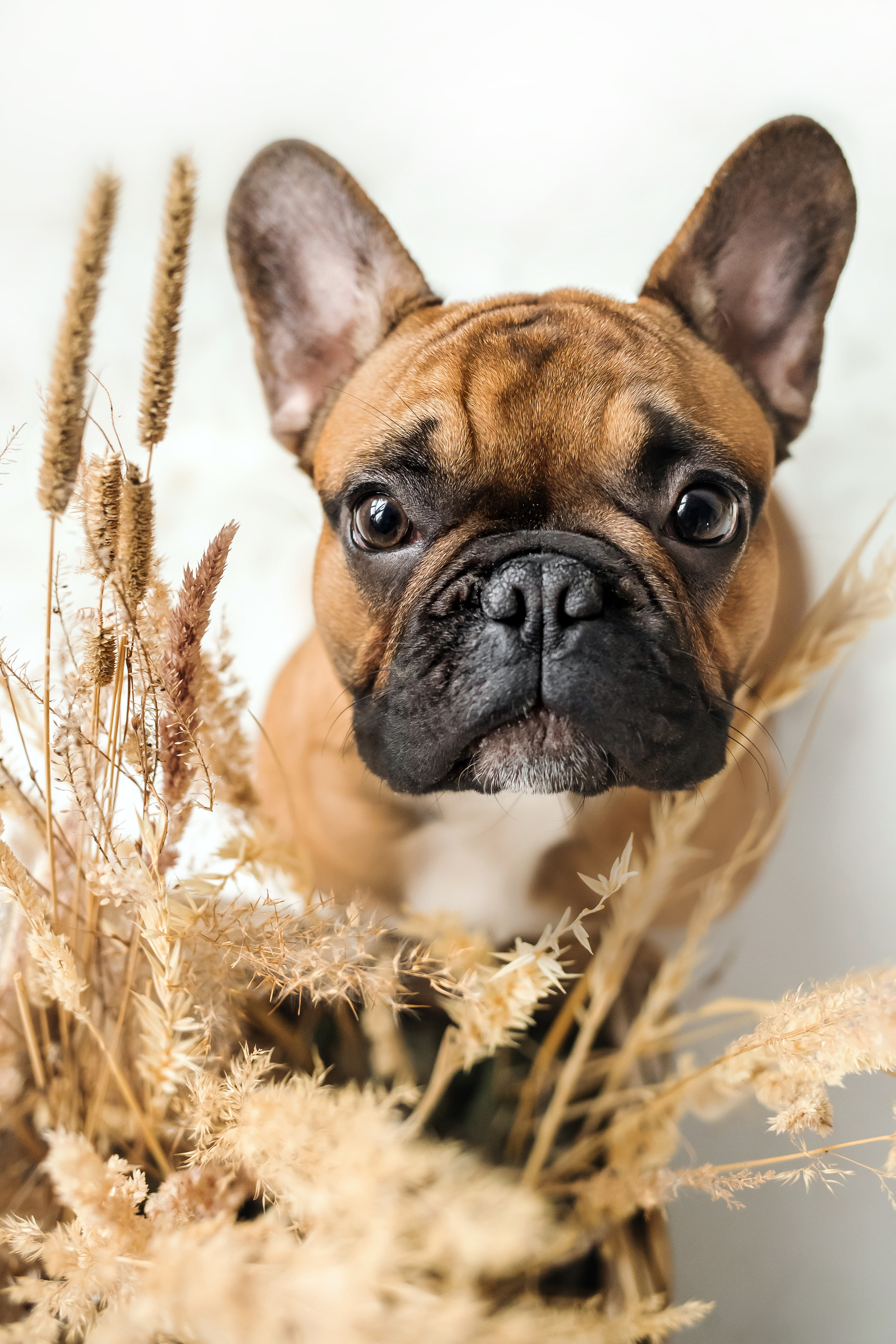 Фотосессия бульдогов Лео и Марса в догфрендли студии