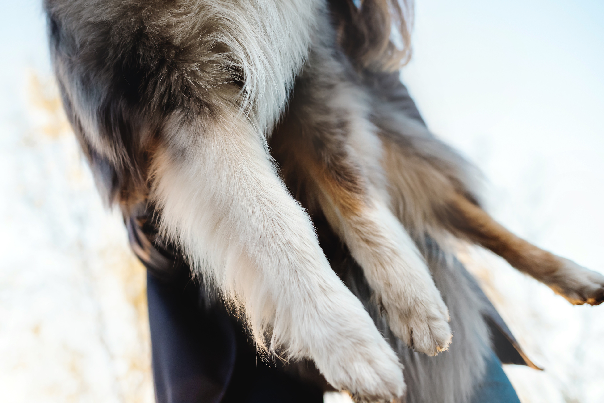 Фотосессия с шелти Скаем