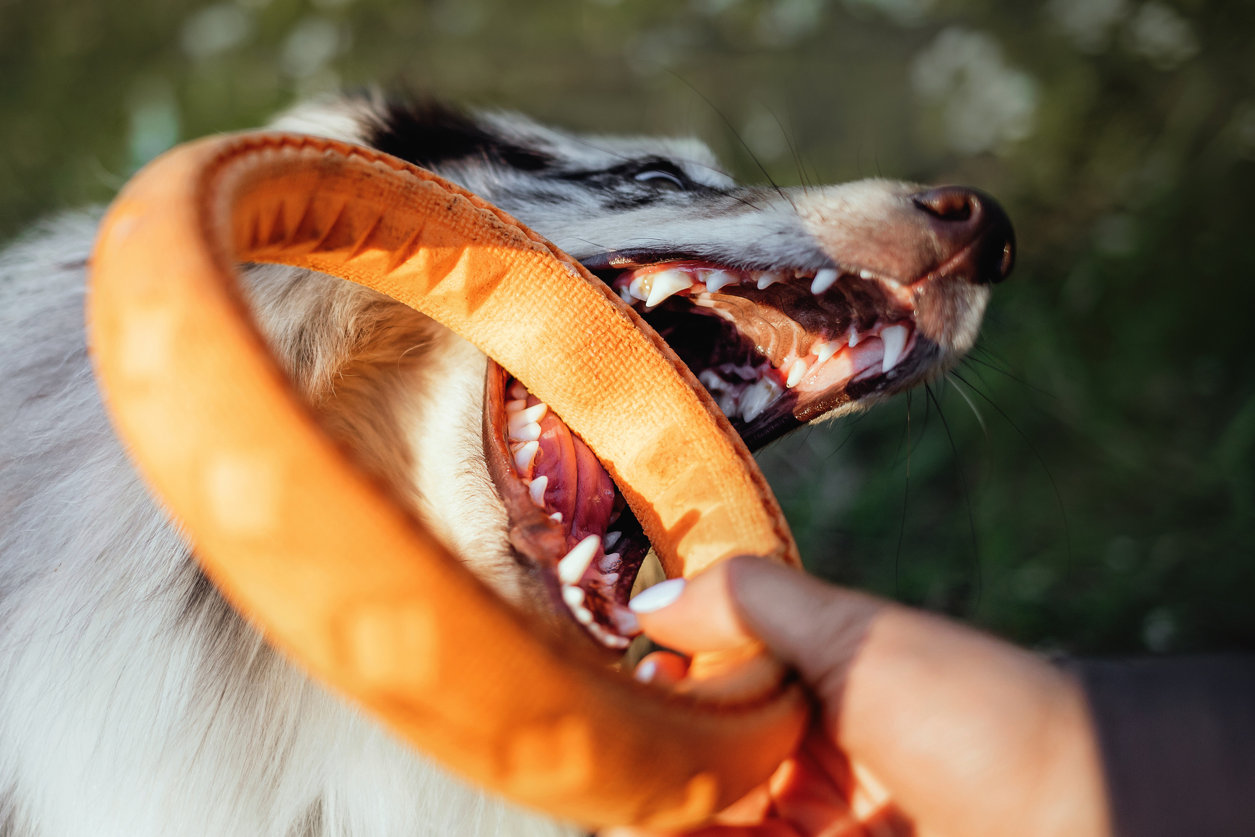 Фотосессия с шелти Скаем