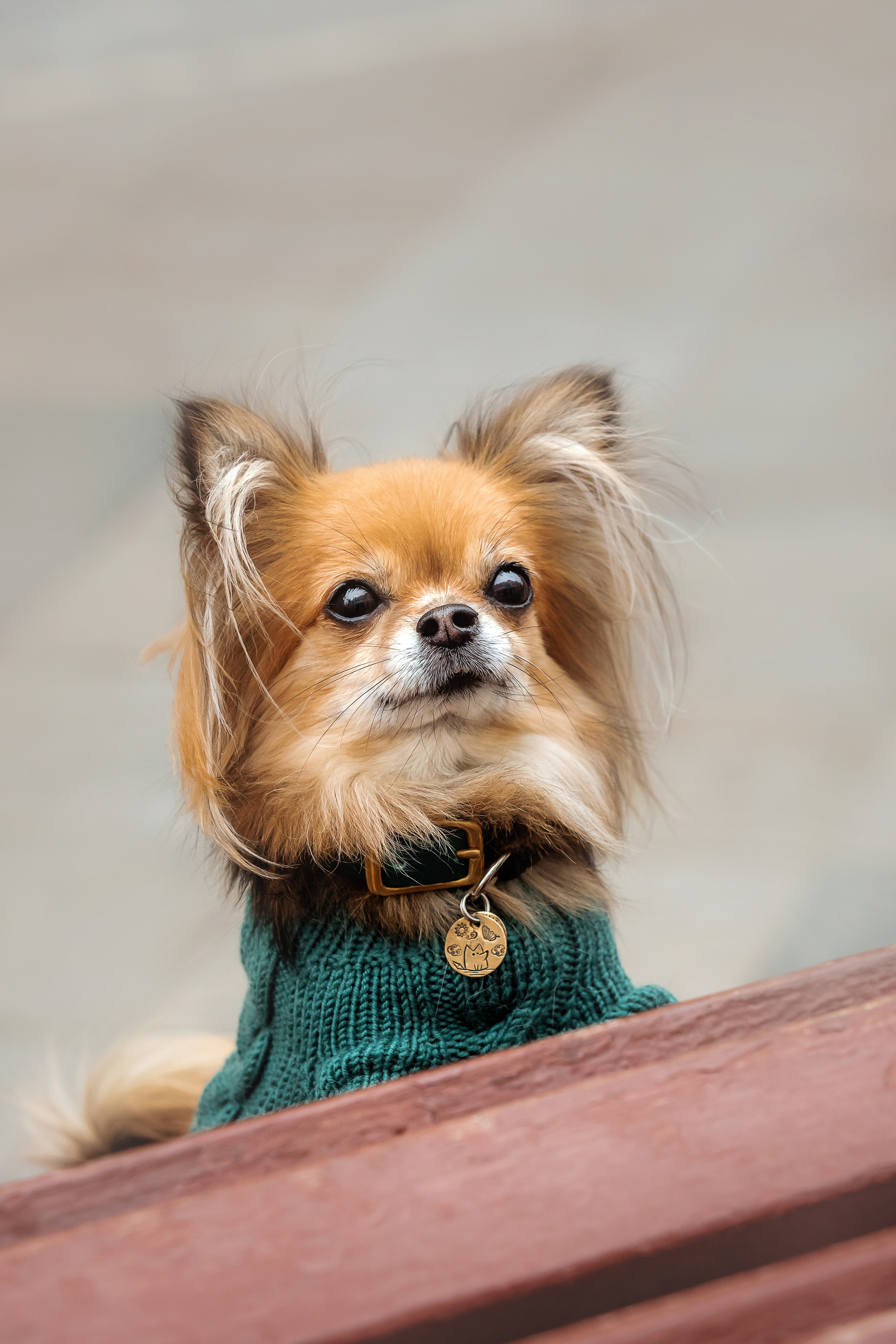 Фотосессия с чихуахуа в центре Москвы