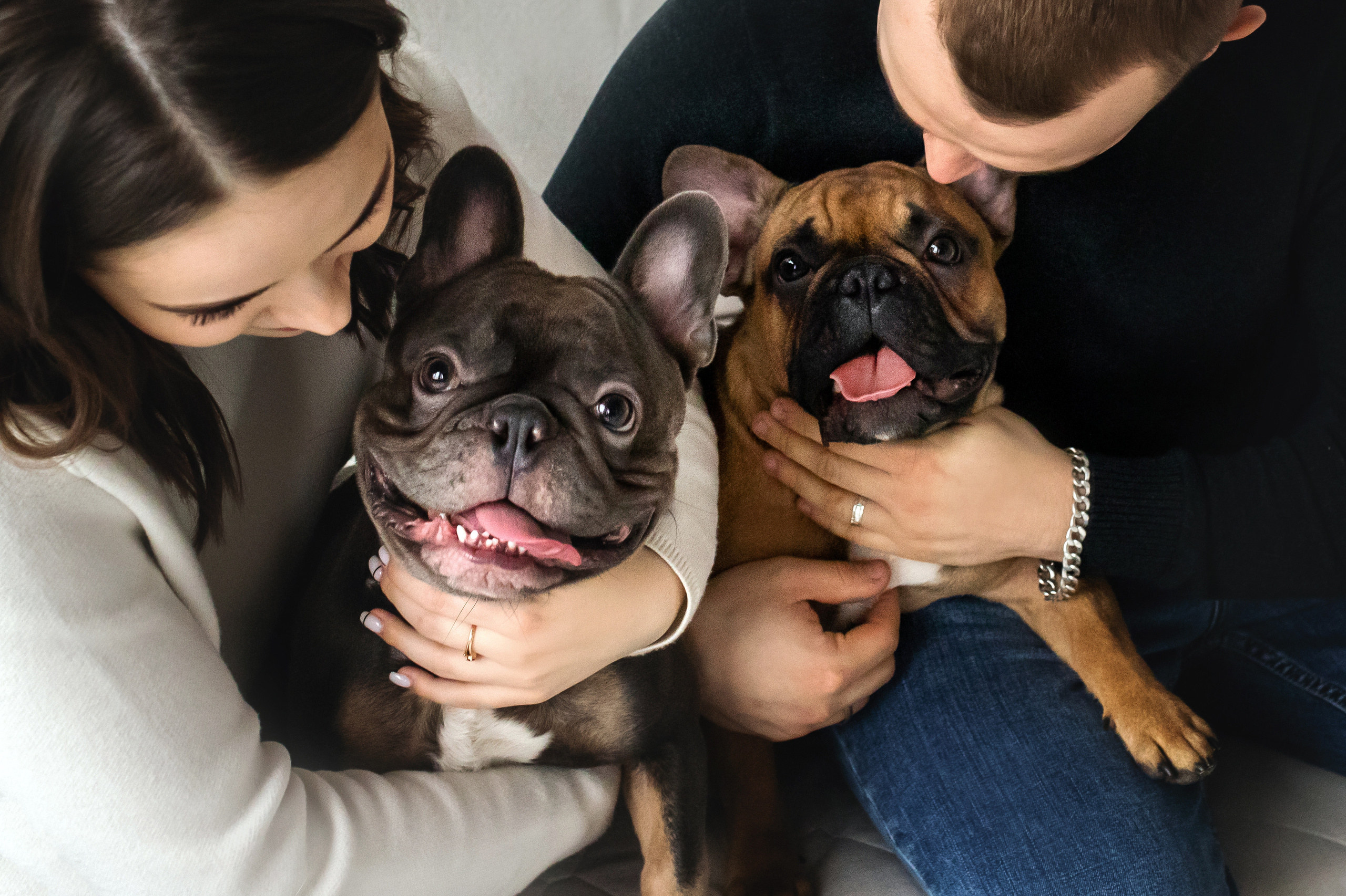 Фотосессия бульдогов Лео и Марса в догфрендли студии