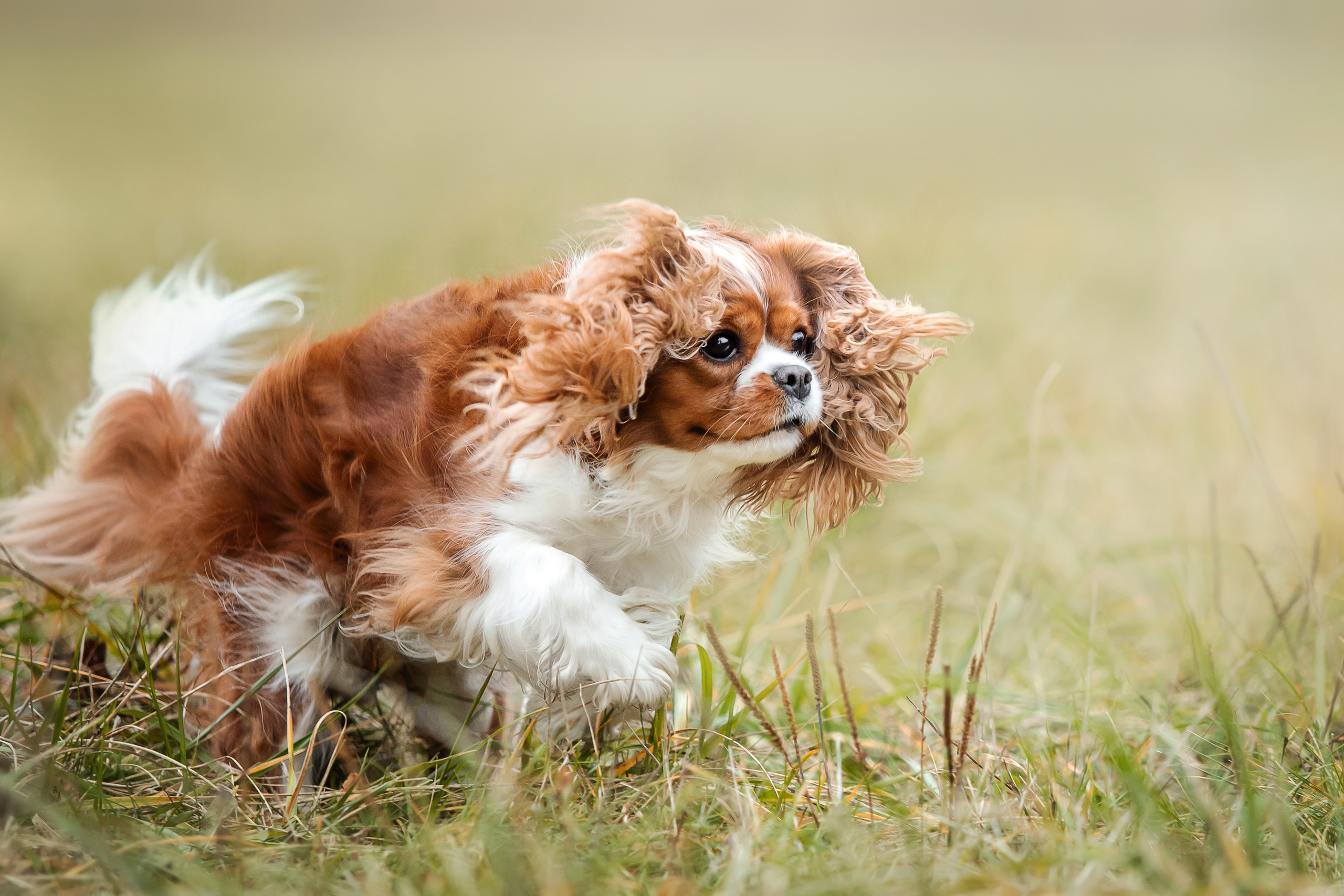 Фотосессия с ребенком и собакой