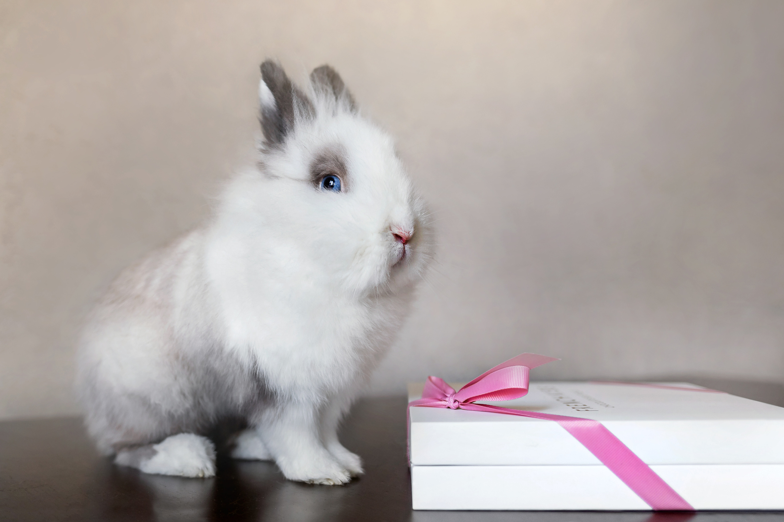 Фотосессия с кошкой, собакой и кроликом