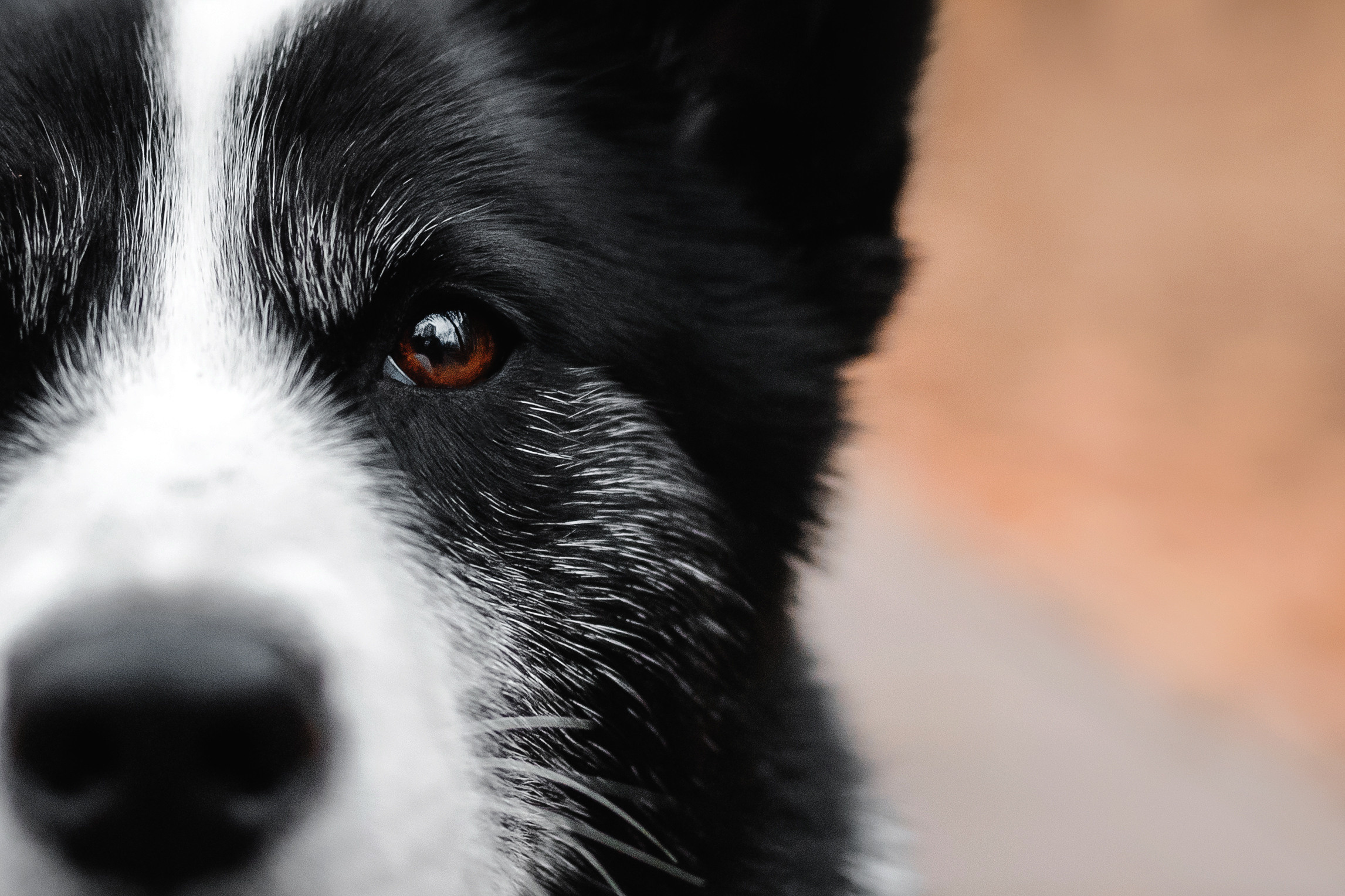 Фотосессии на пристройство