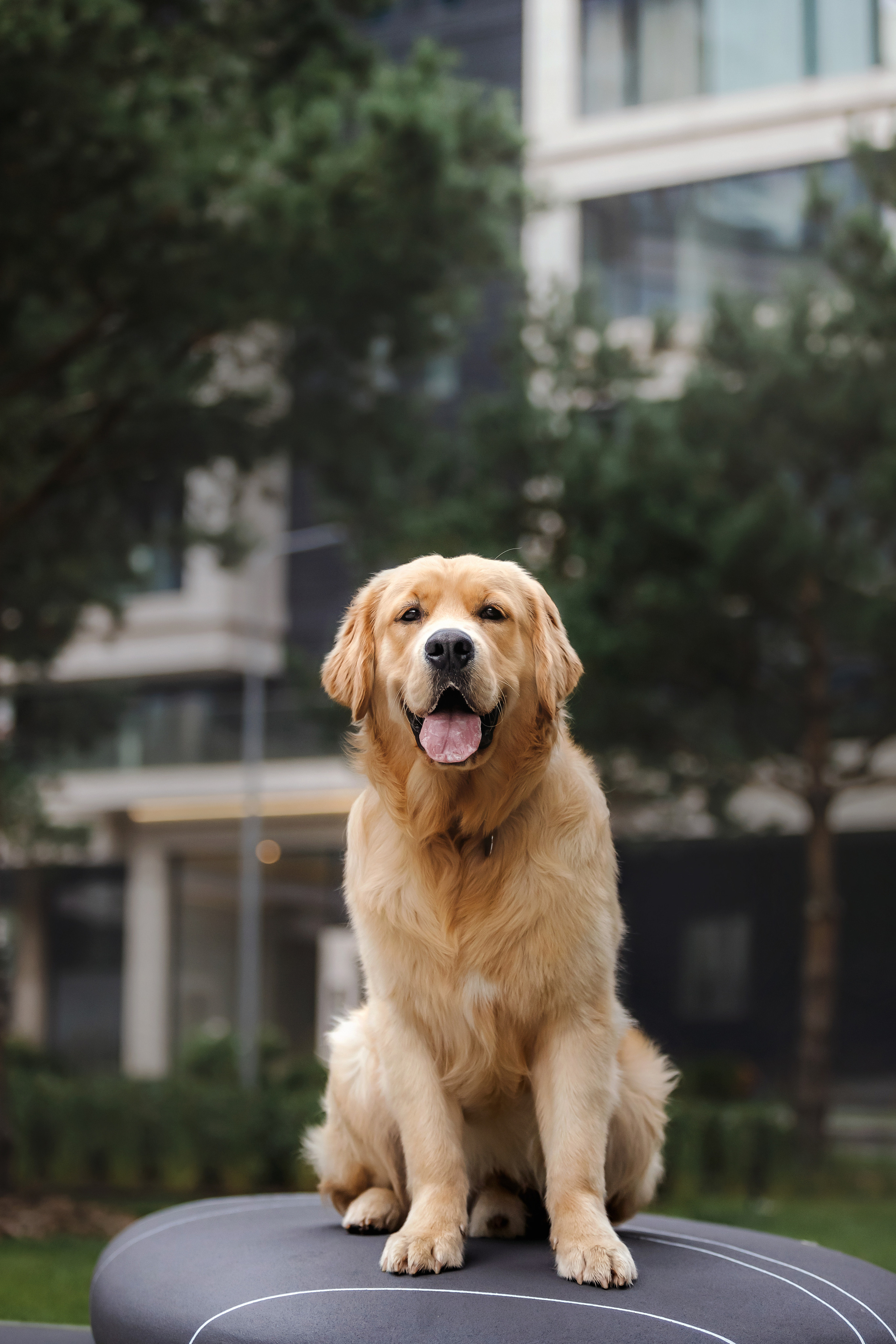 Фотосессия с щенком золотистого ретривера