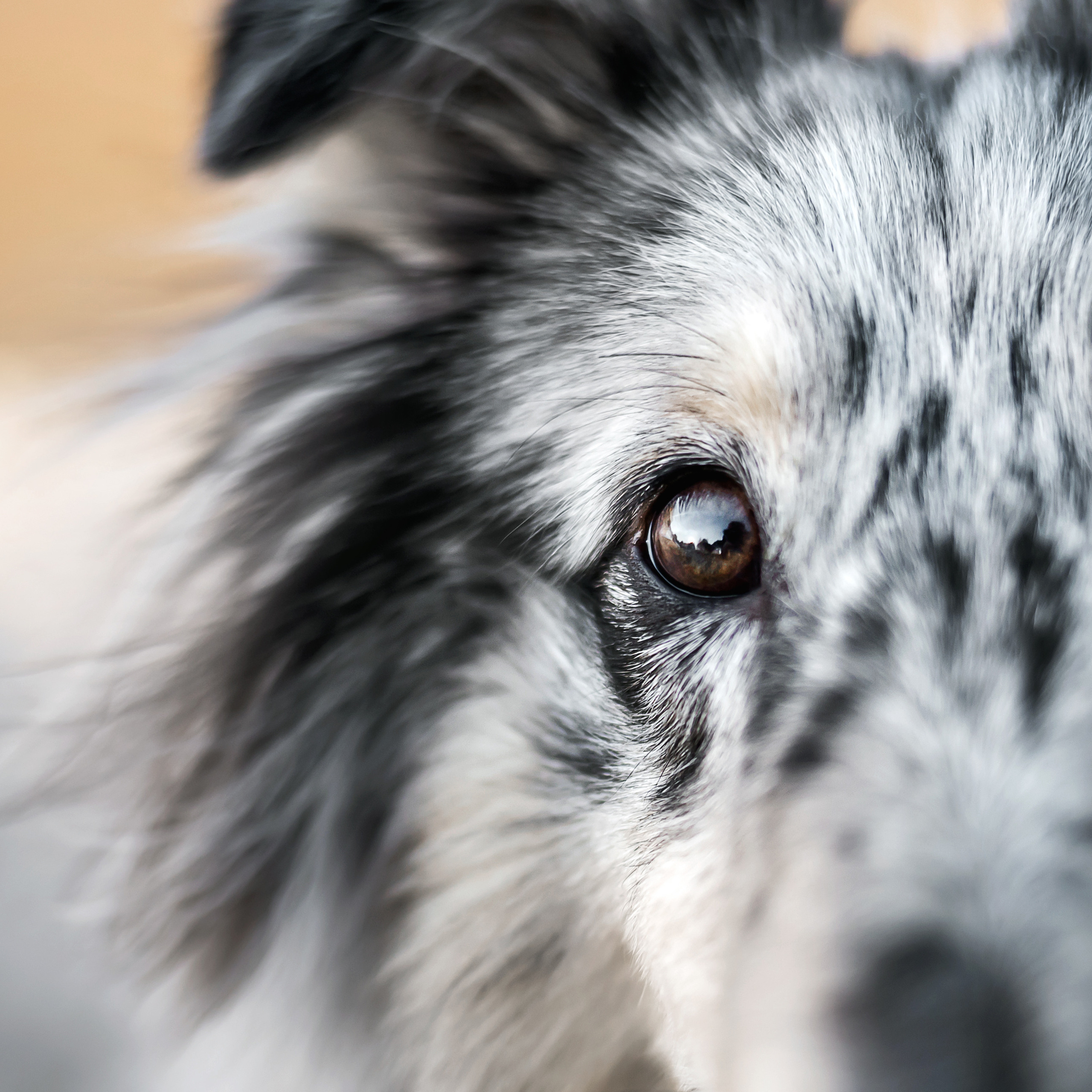 Фотосессия с шелти Скаем