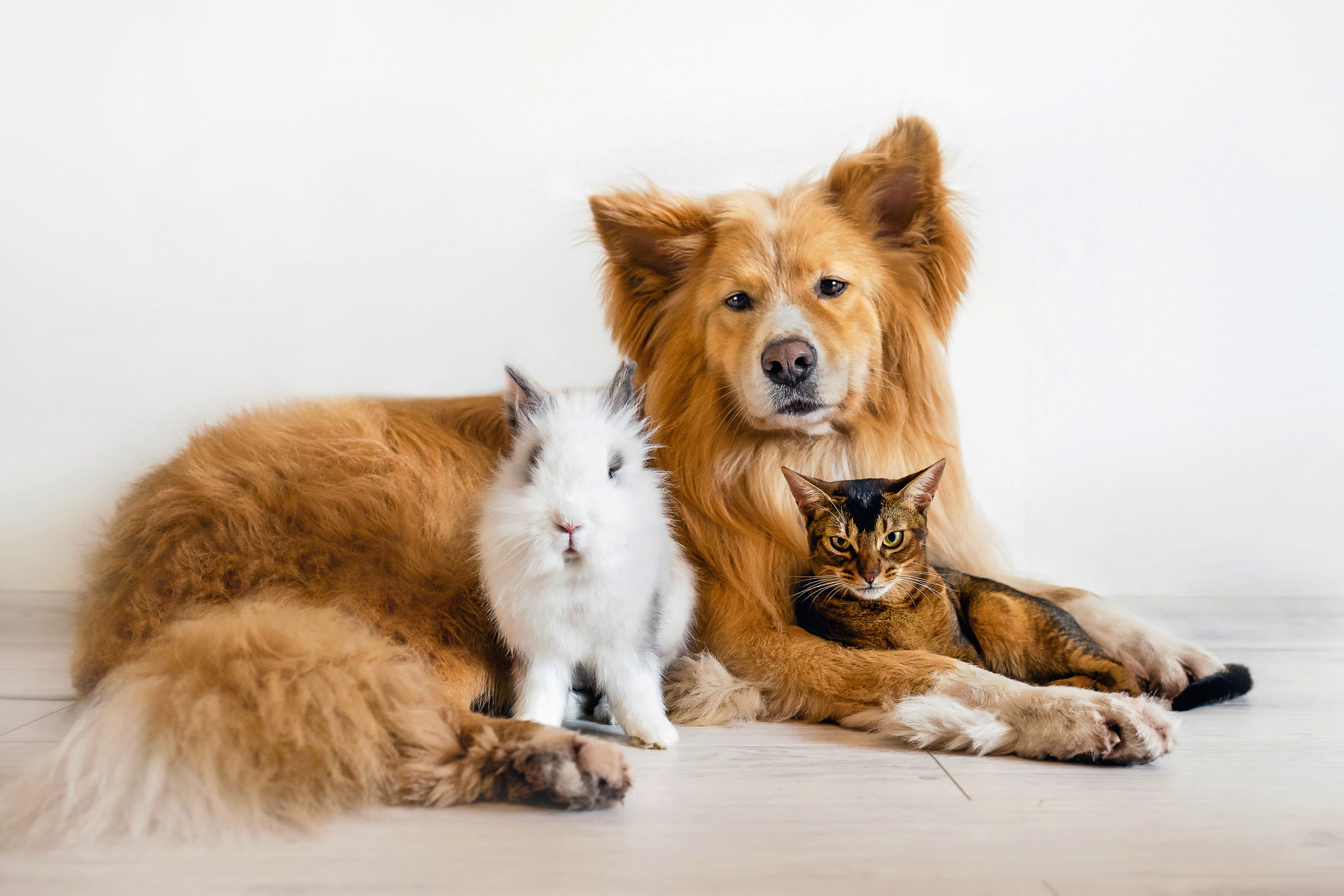 Фотосессия с кошкой, собакой и кроликом