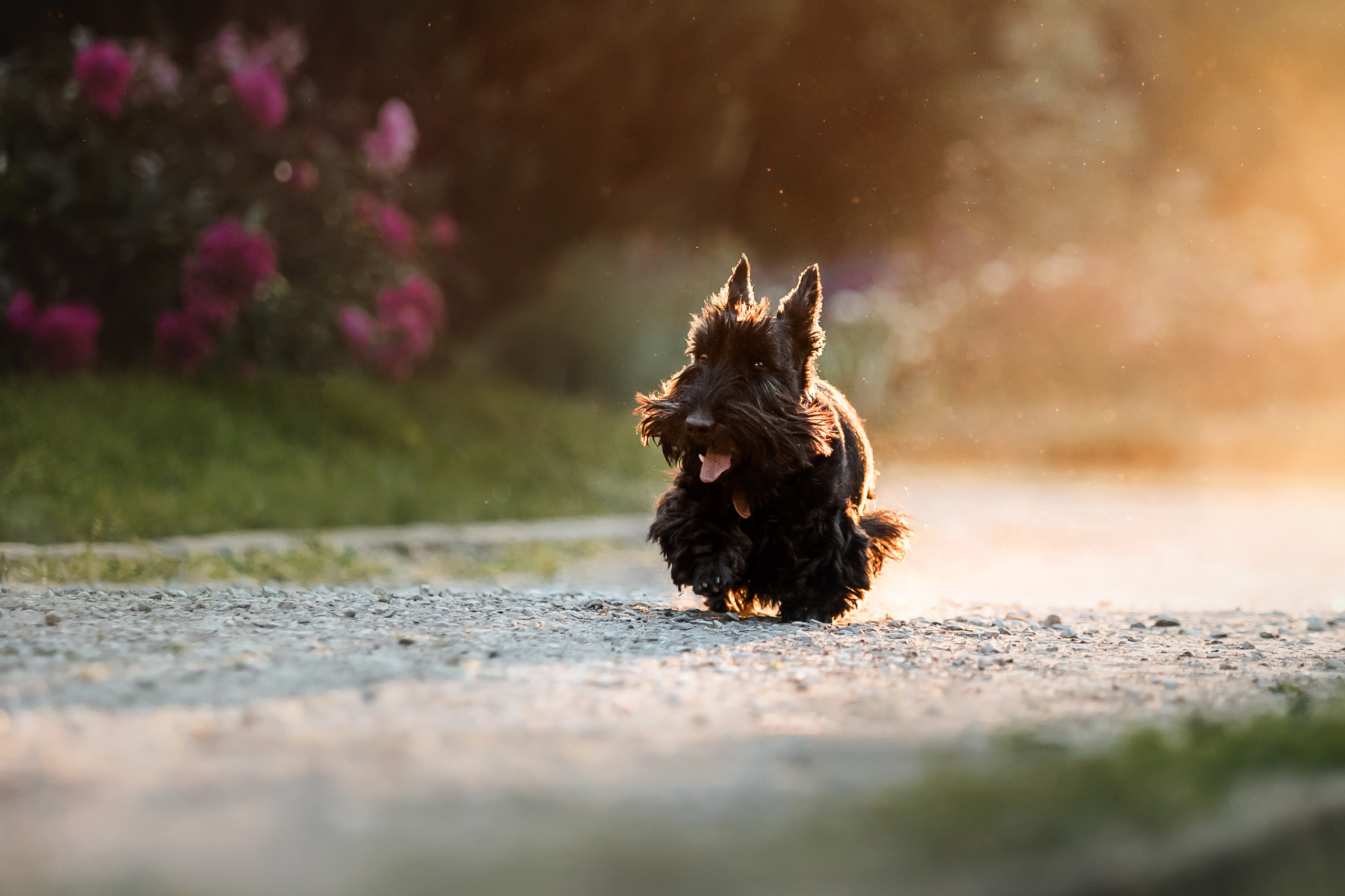 Фотосессия Урсы, Йоши и их семьи