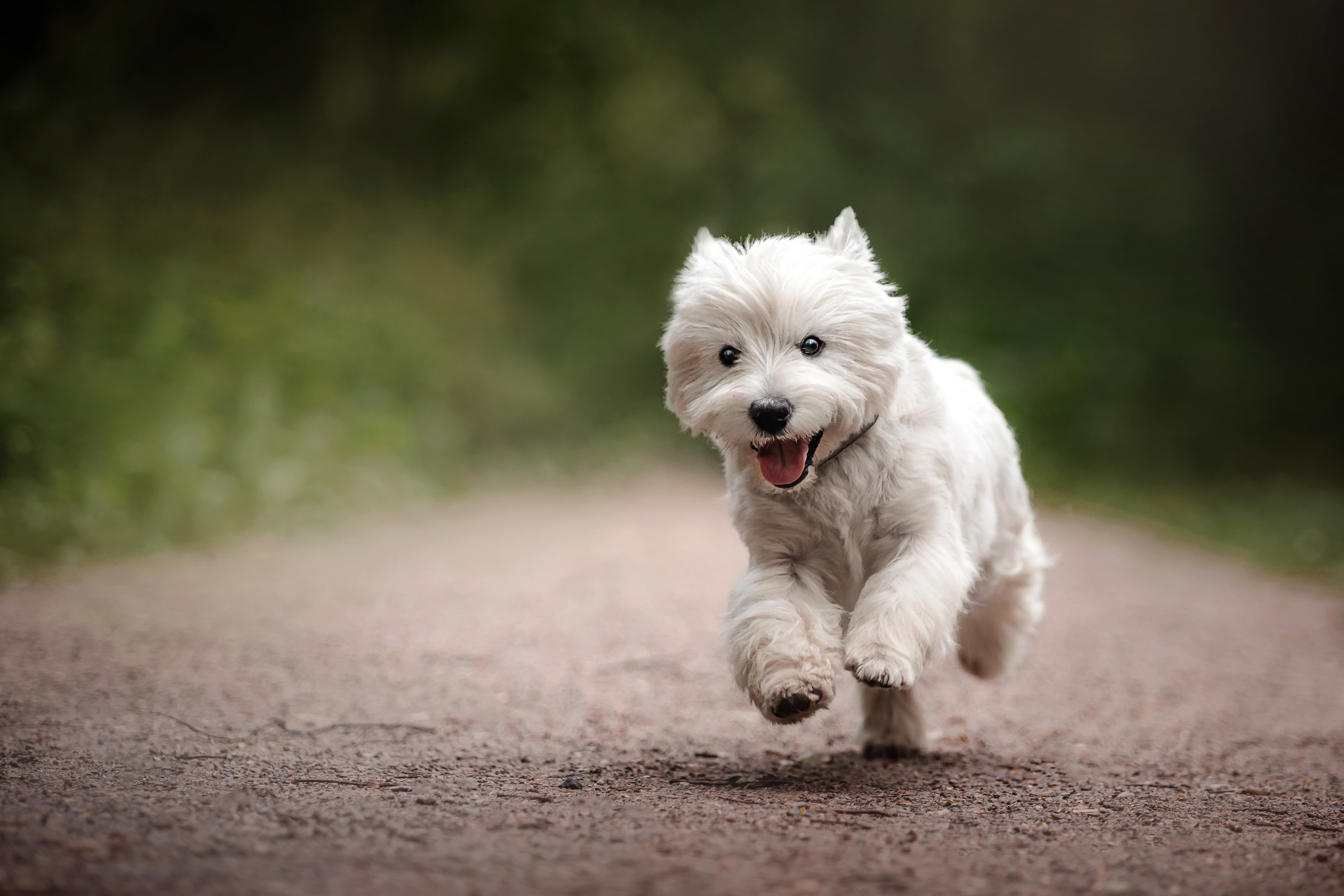 Перся и его семья в Ботаническом лесу