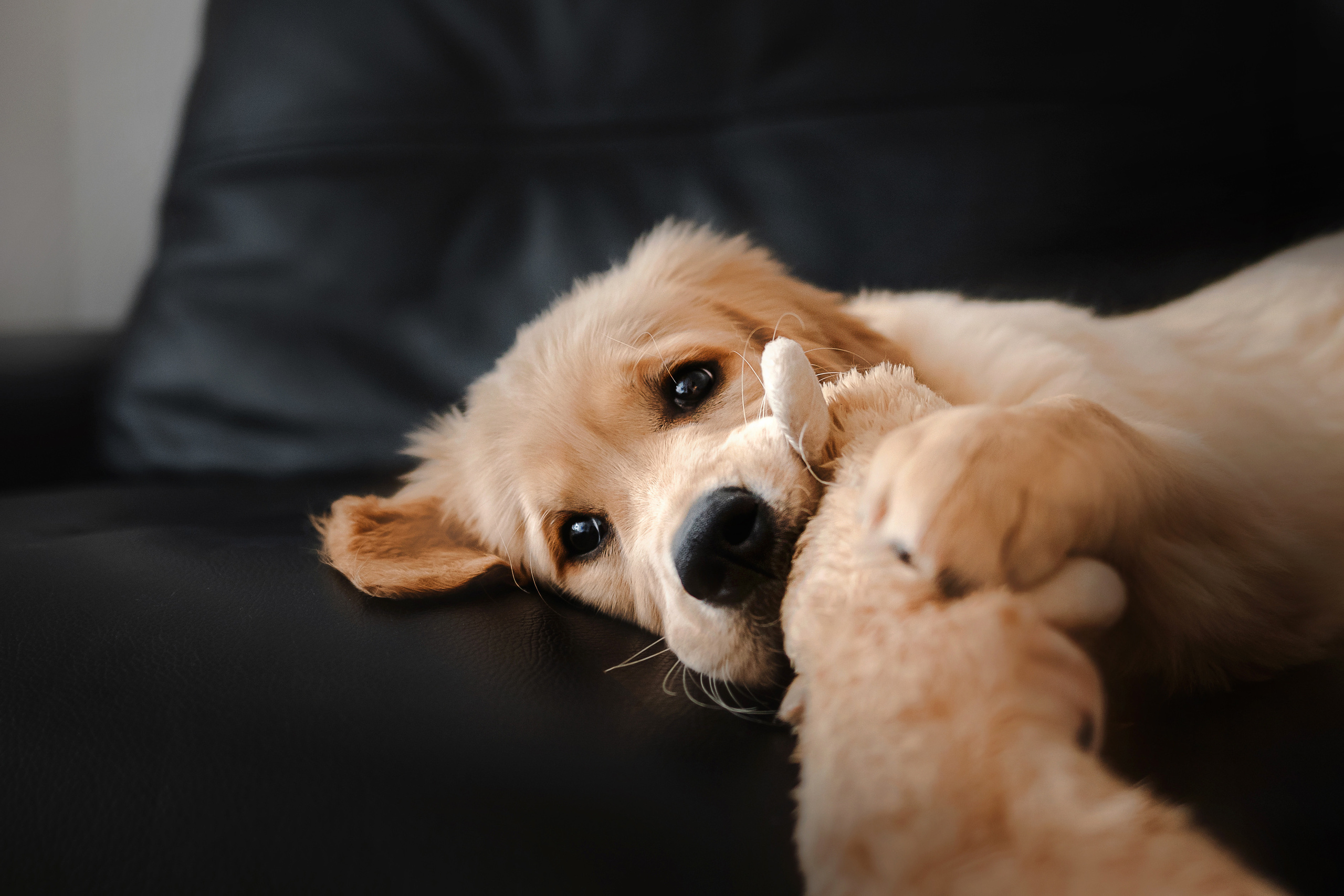 домашняя фотосессия с щенком