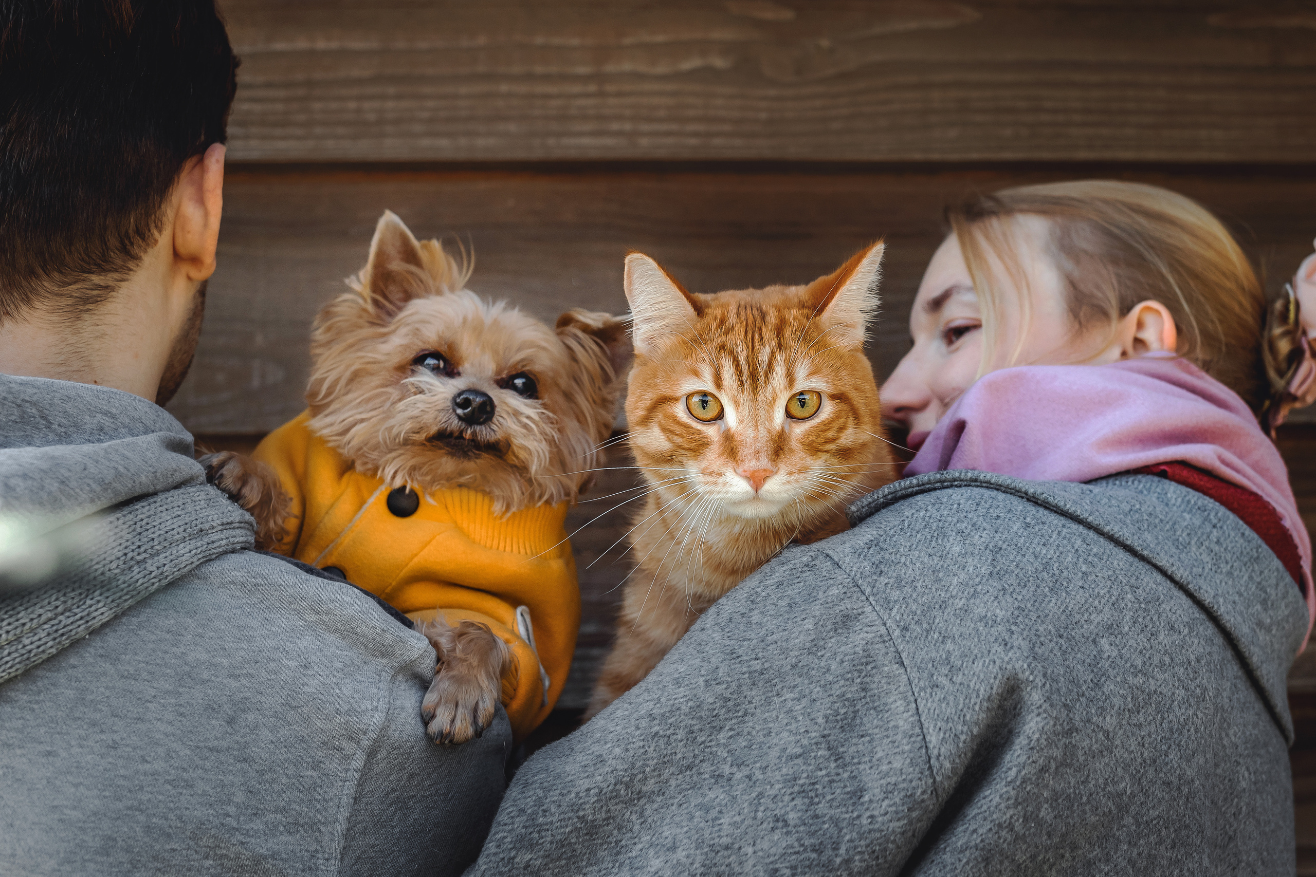 Фотосессия с собакой и котом. Ира, йорк Филя и кот Леброн
